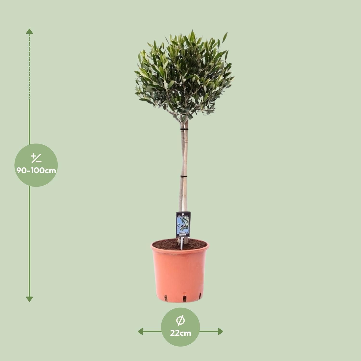 Gewöhnliche Olive Olea - Mediterraner Olivenbaum für Garten und Terrasse