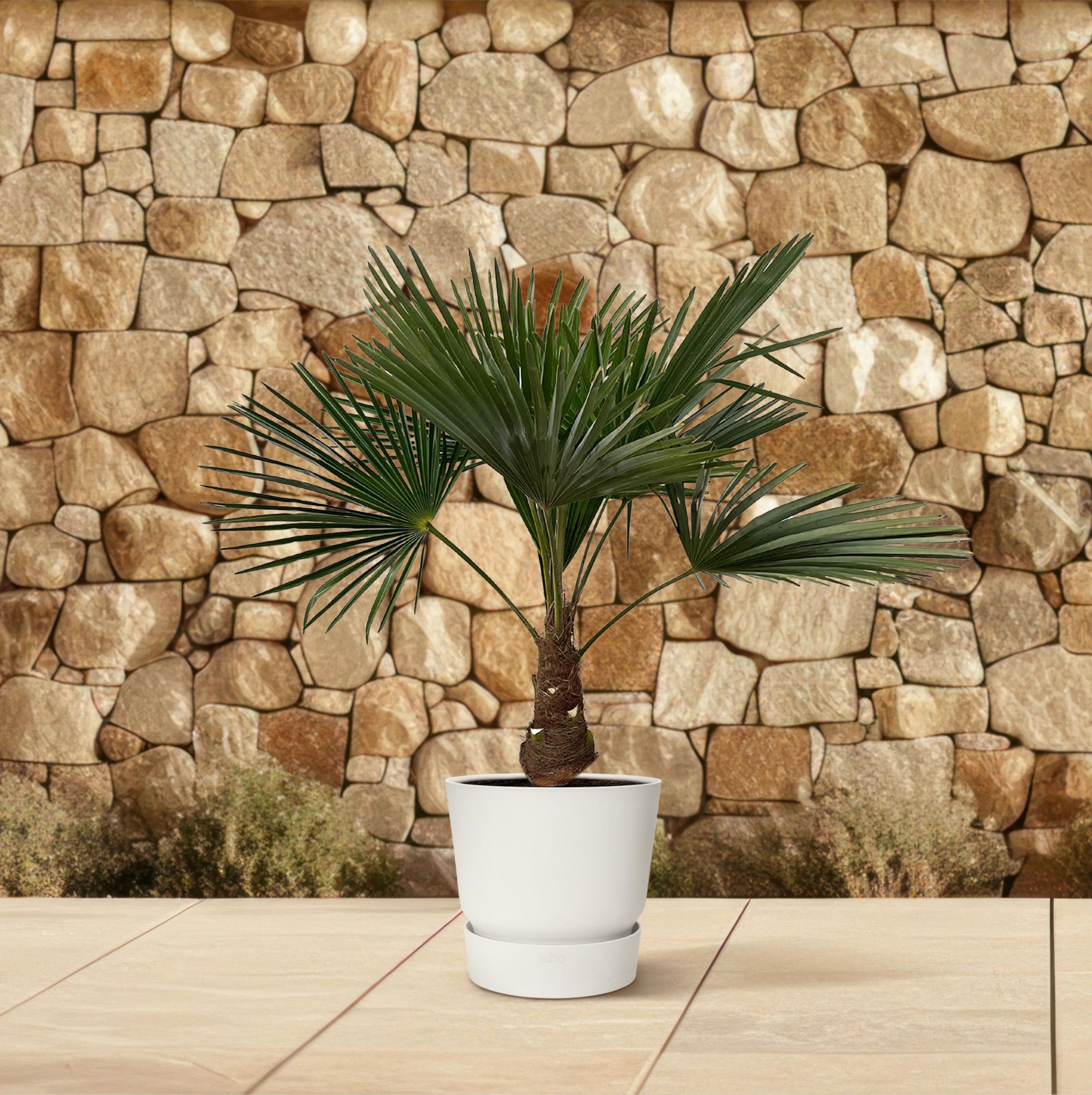Trachycarpus Fortunei Palme