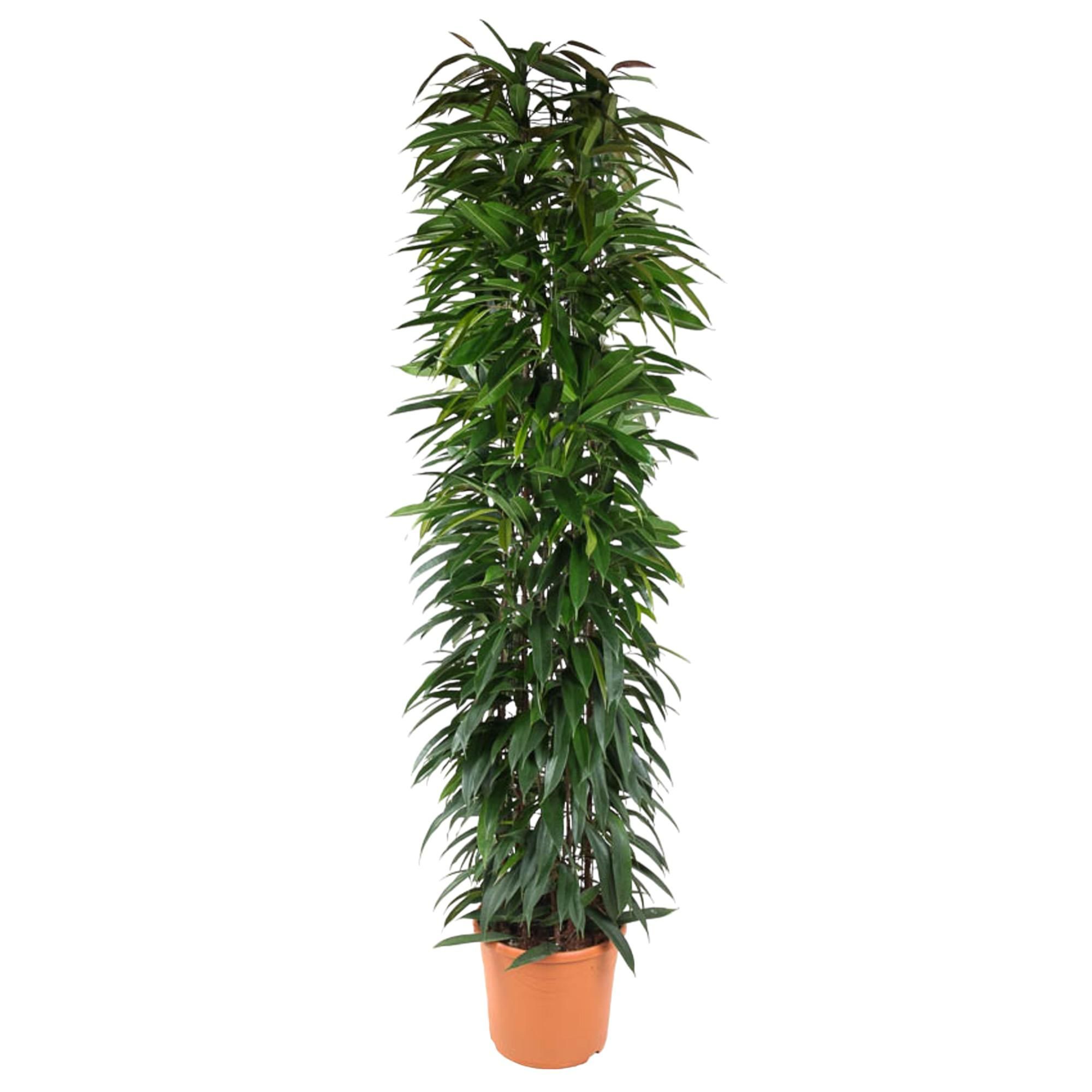 Ficus Alii King Säulenpflanze