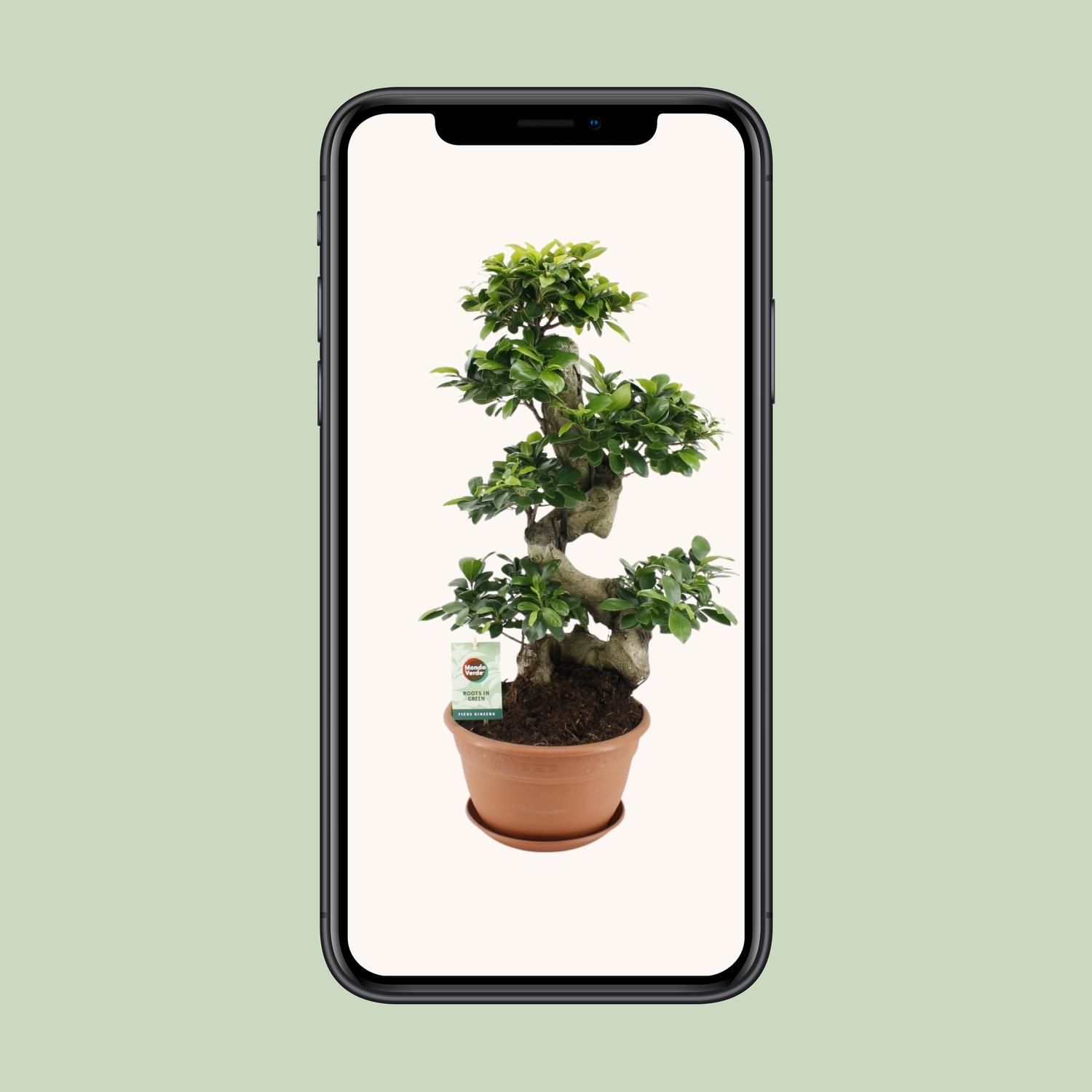 Ficus Ginseng Zimmerpflanze in dekorativem Topf