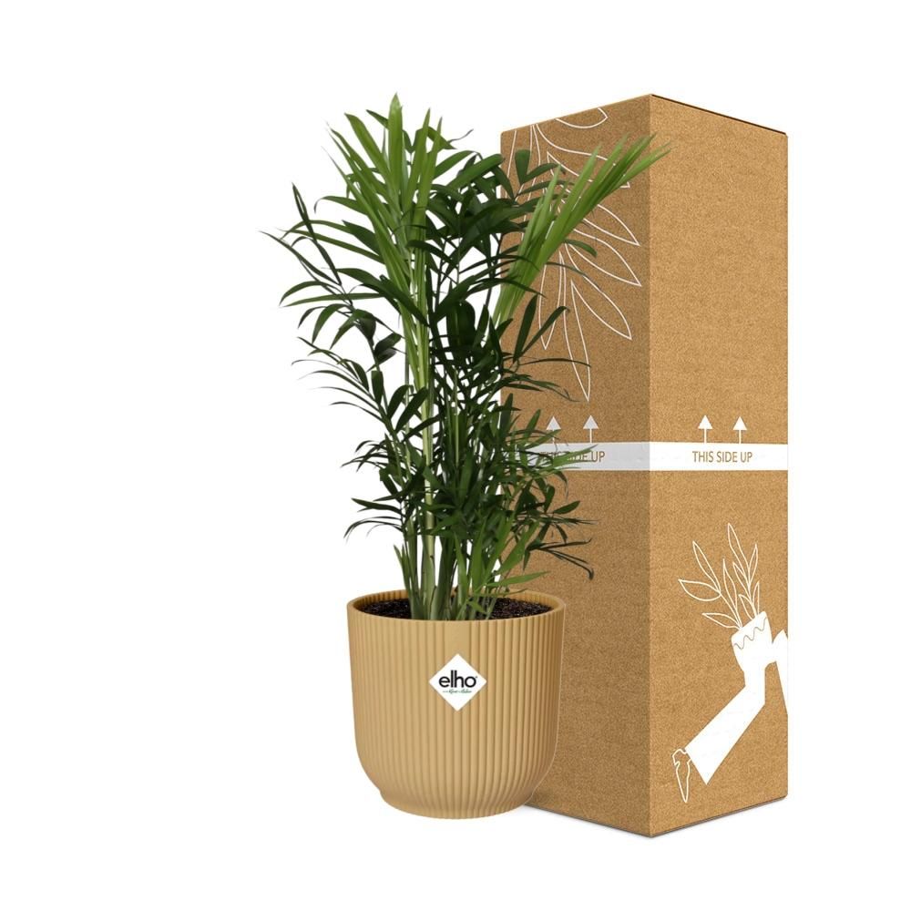 Zwergbergpalme Chamaedorea Elegans im ELHO Vibes Fold Topf