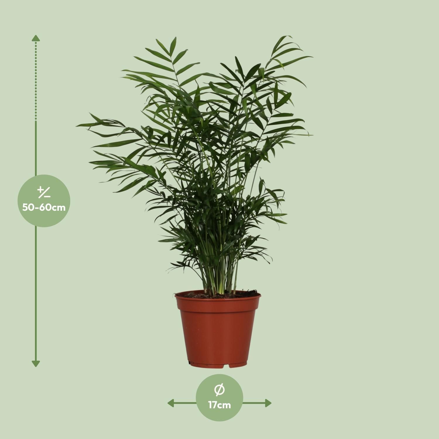 Pflegeleichte Chamaedorea Elegans Zimmerpalme
