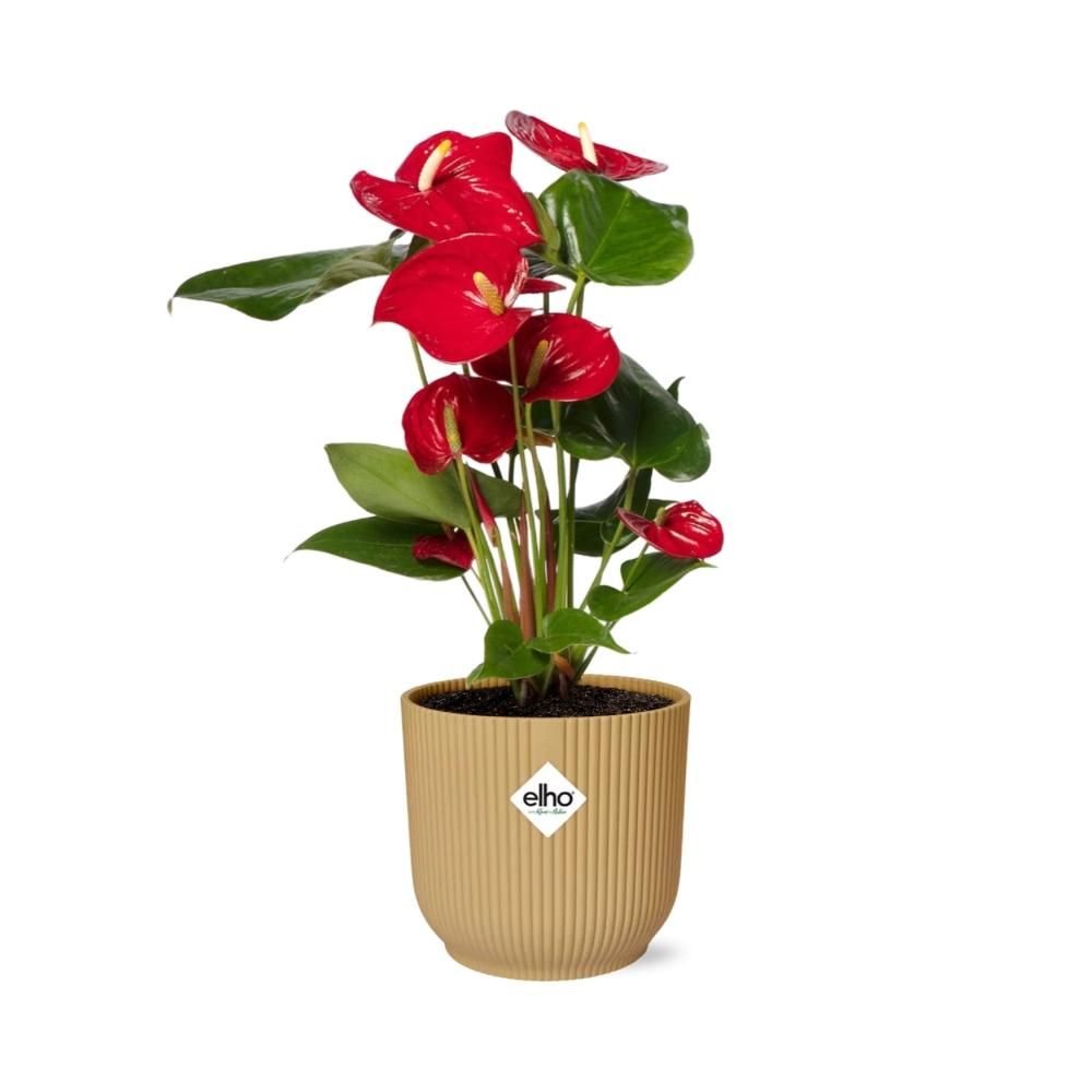 Anthurium Rotes Herz in Gelbem ELHO Vibes Fold Übertopf