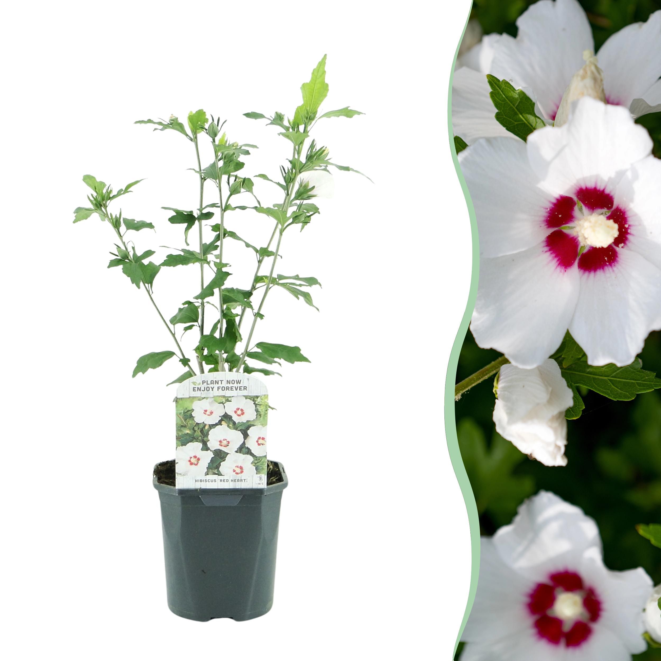 Hibiscus syriacus Red Heart | Weiße Blüte mit rotem Herz | Laubabwerfend & pflegeleicht