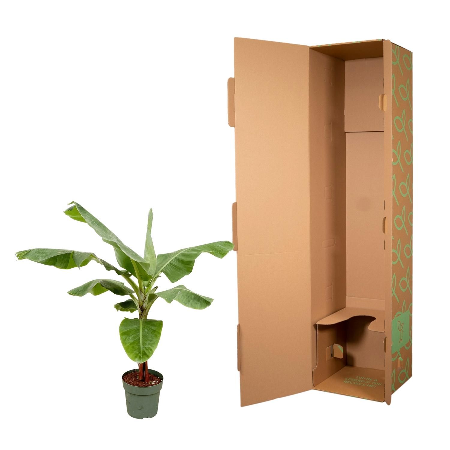 Bananenpflanze (Musa) – Exotisch | Pflegeleicht | 170cm hoch – Ø30 Topf