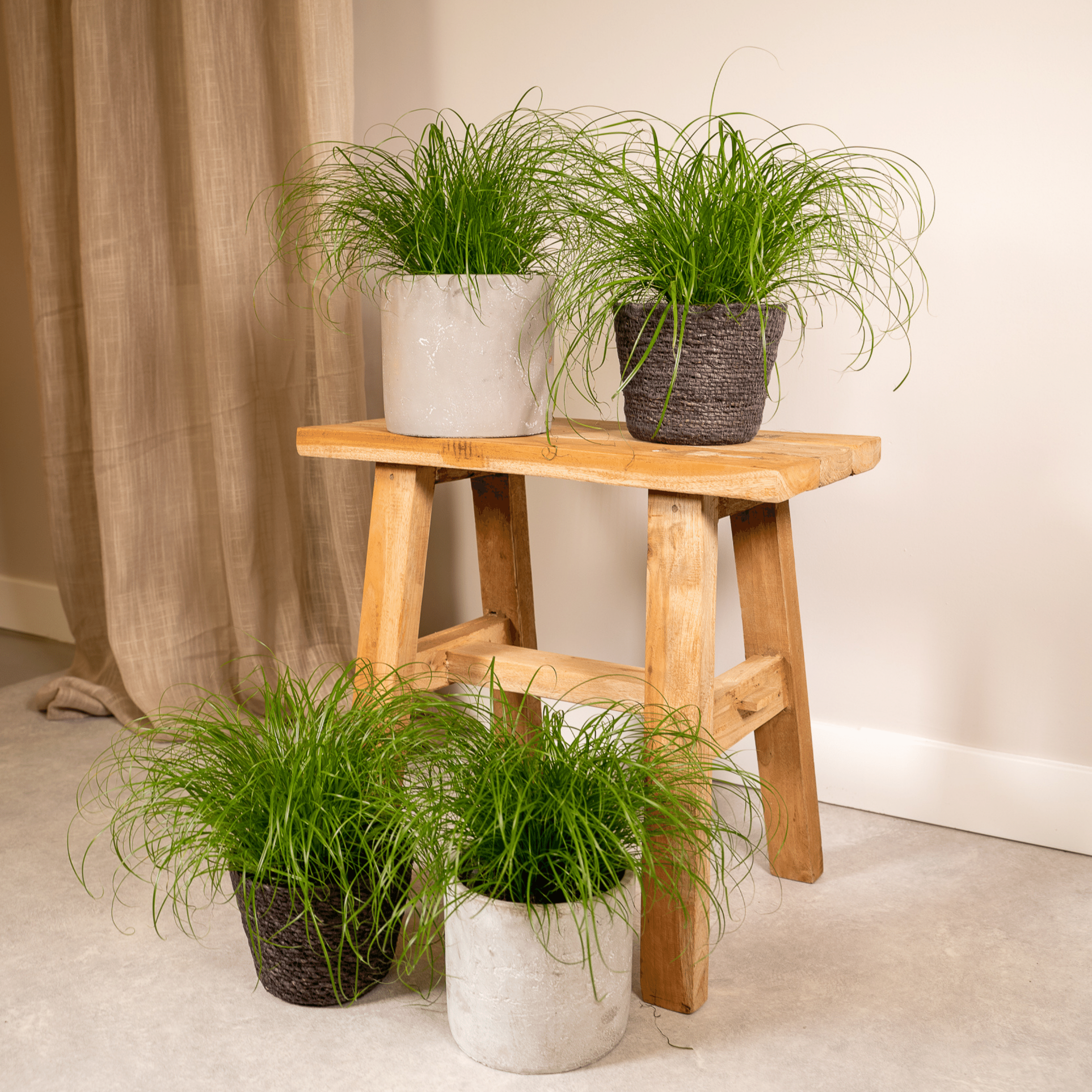 Cyperus Alternifolius Katzengras Zimmerpflanze
