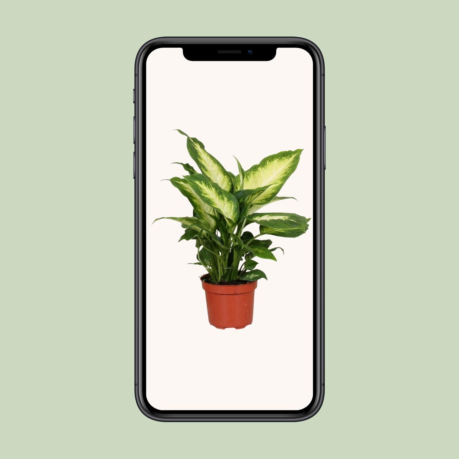 Dieffenbachia Camilla Zimmerpflanze