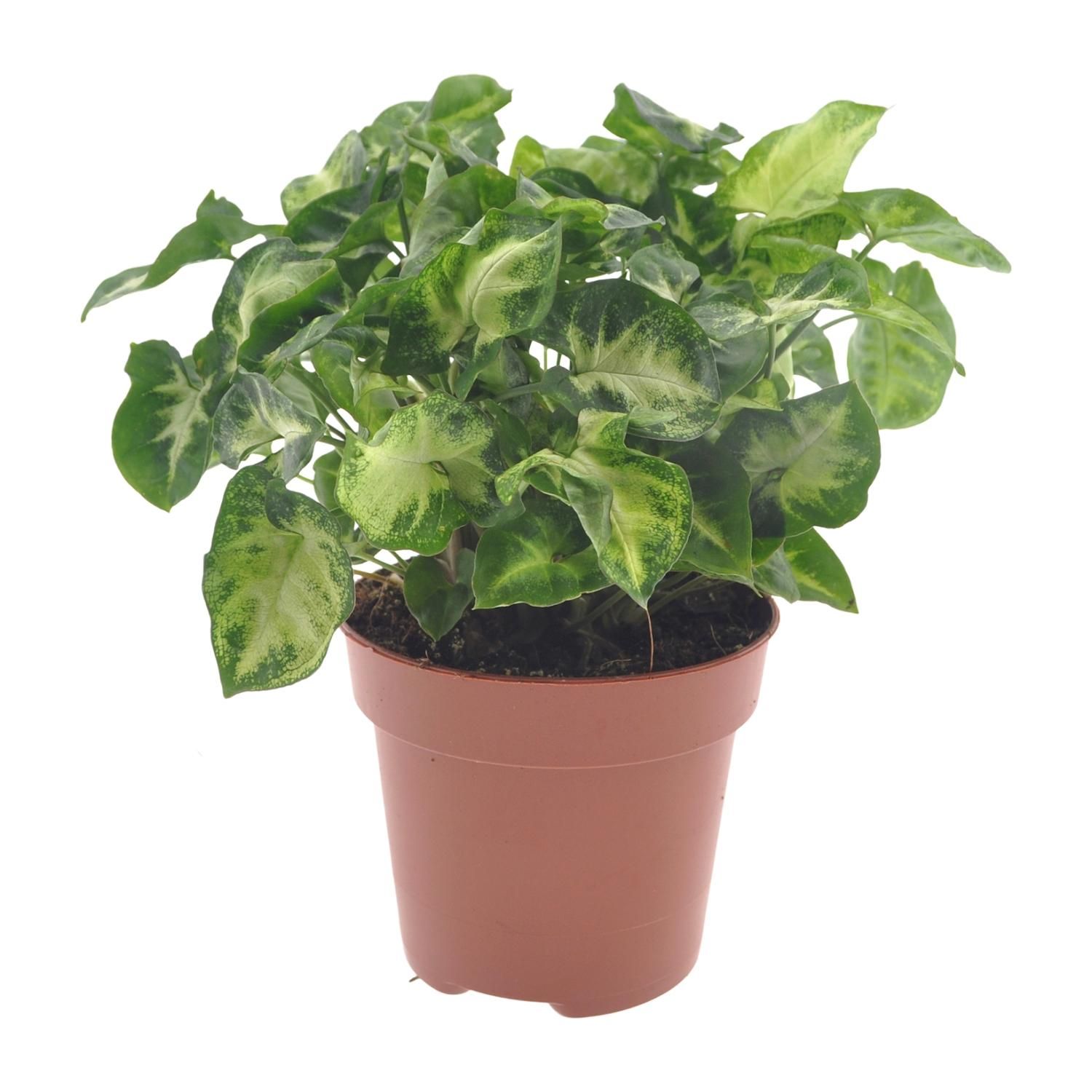 Syngonium Pixie Pfeilblättrige Zimmerpflanze
