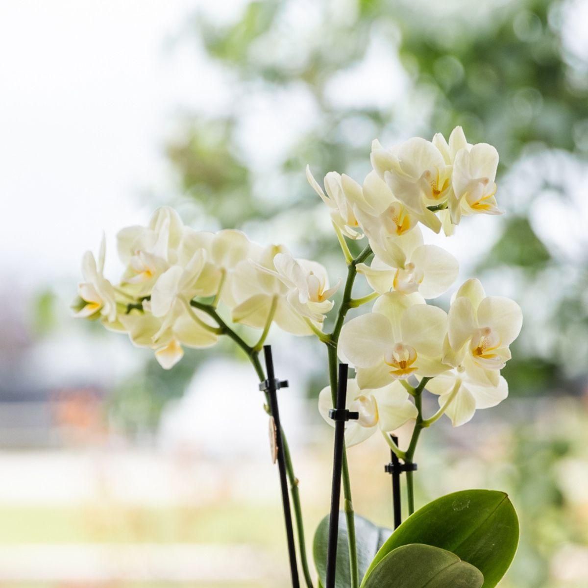 Orchidee Gelb im Floralen Ziertopf Hellblau – Topf Ø9cm | Blühende Zimmerpflanze