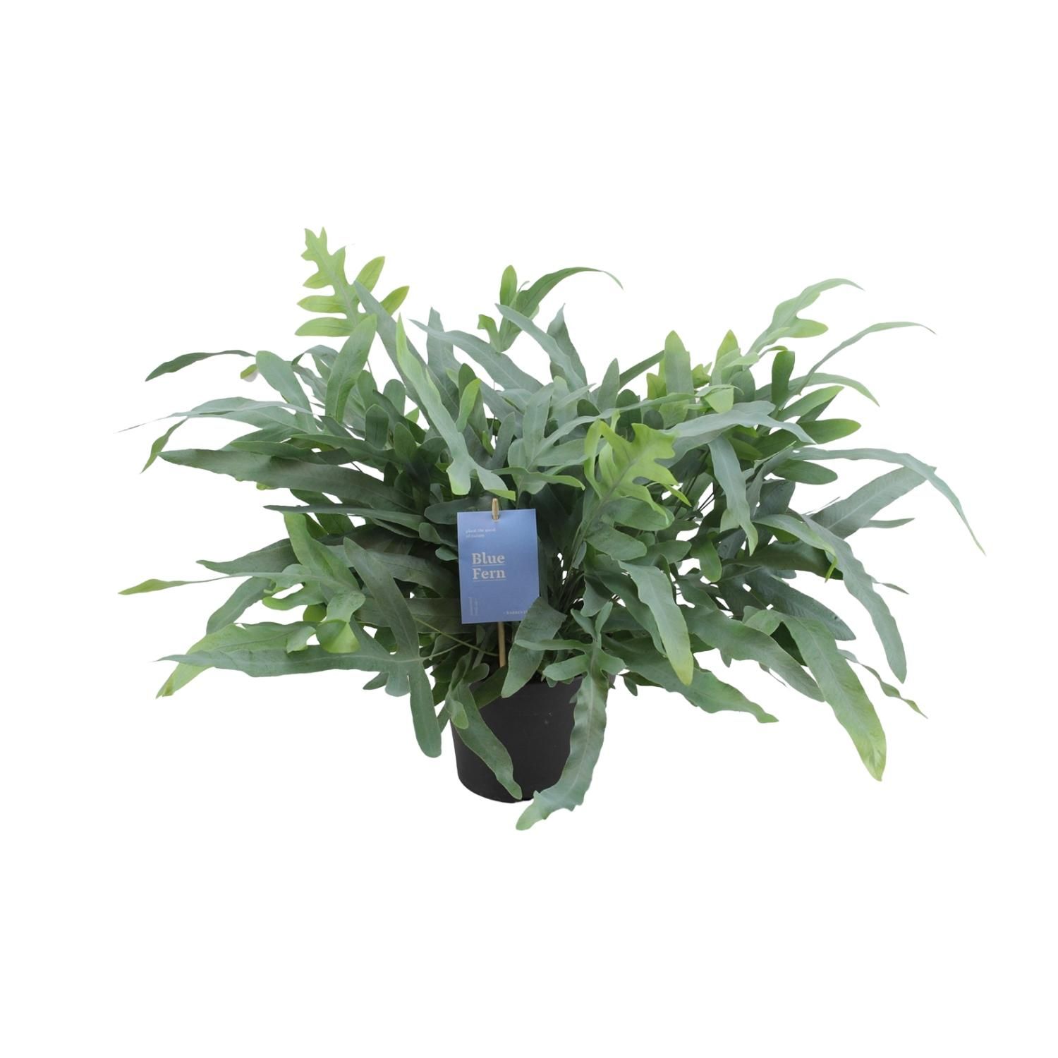 Phlebodium Aureum Blue Star Farn Zimmerpflanze