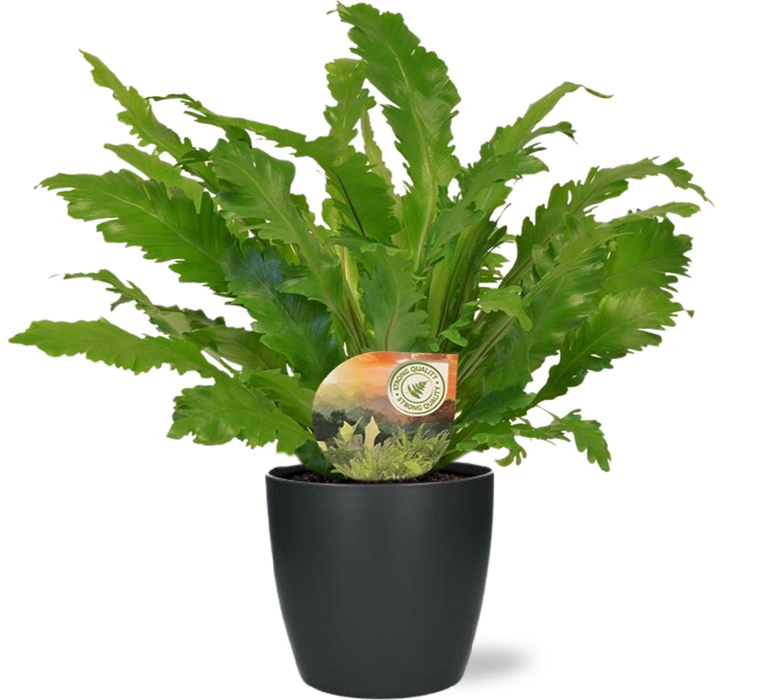 Asplenium Campio – Ø17cm Topf – Anthrazit