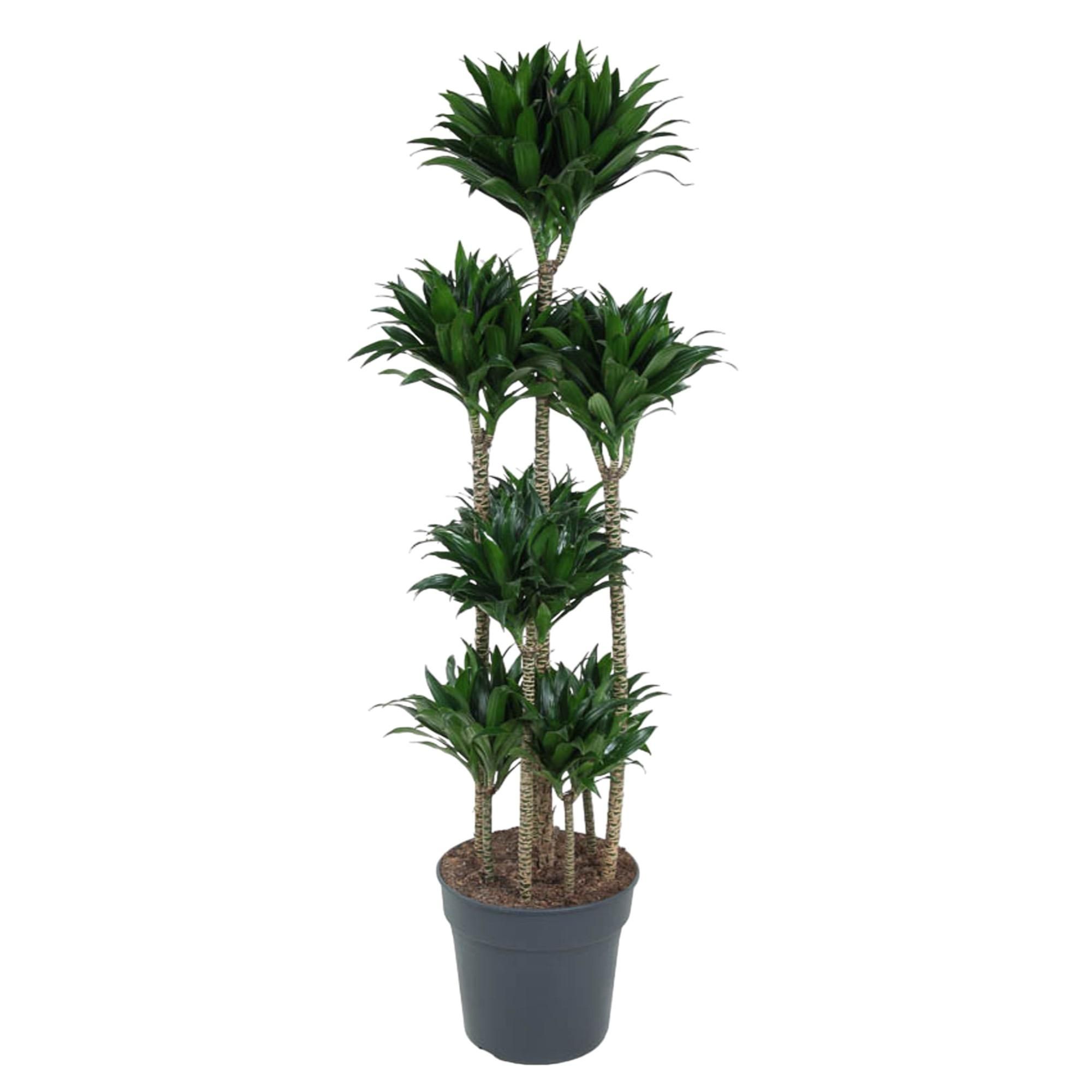 Dracaena Compacta - Elegante Zimmerpflanze