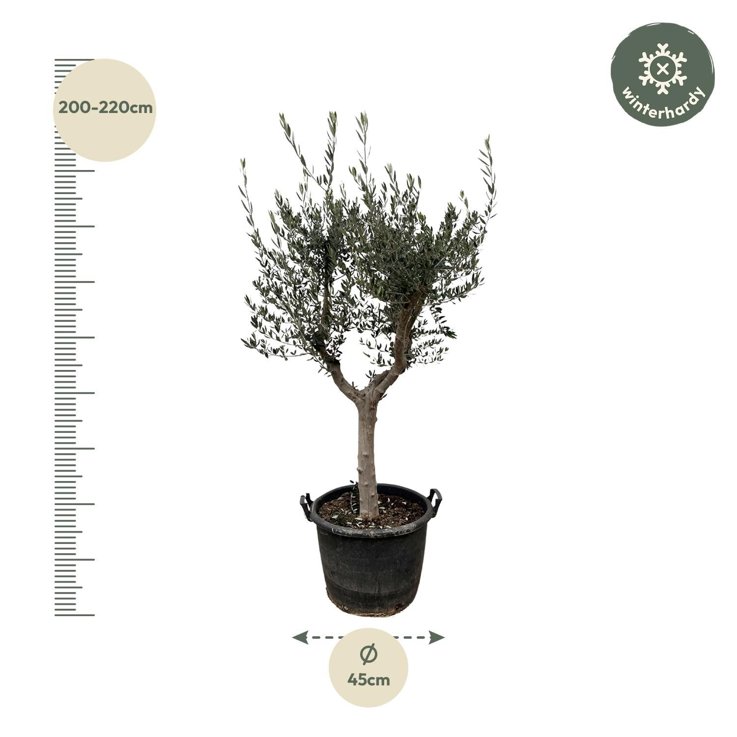 Eleganter Olea Europaea Olivenbaum