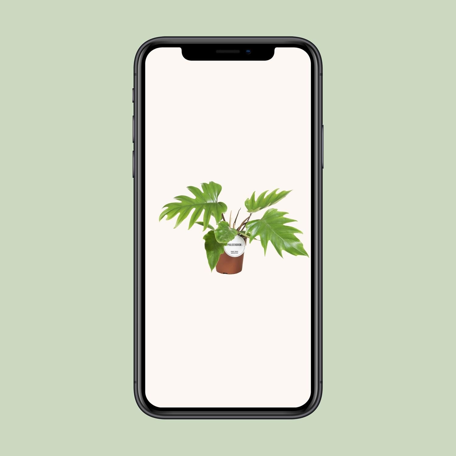 Philodendron Mayoi Zimmerpflanze