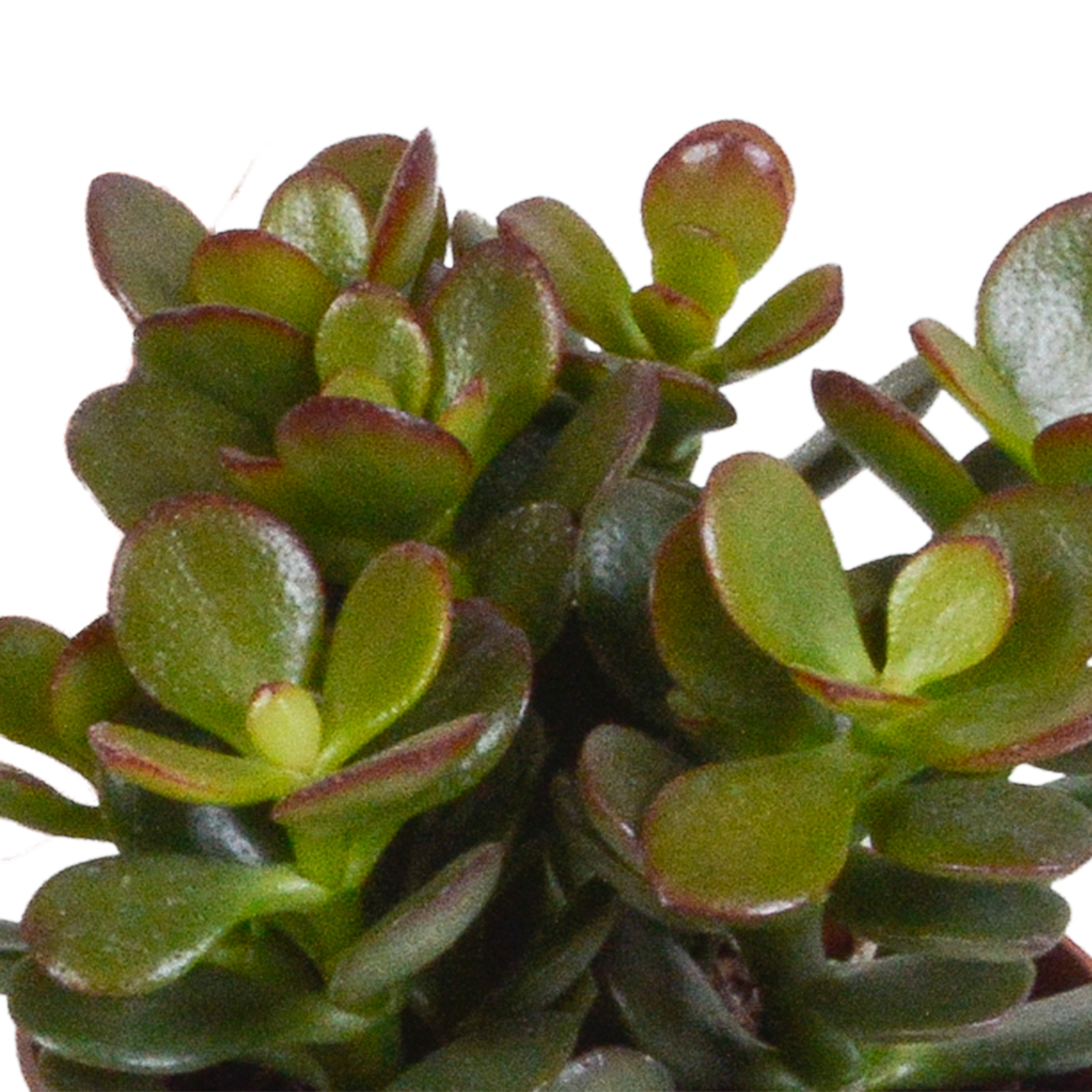 Crassula Mix in weißem Topf
