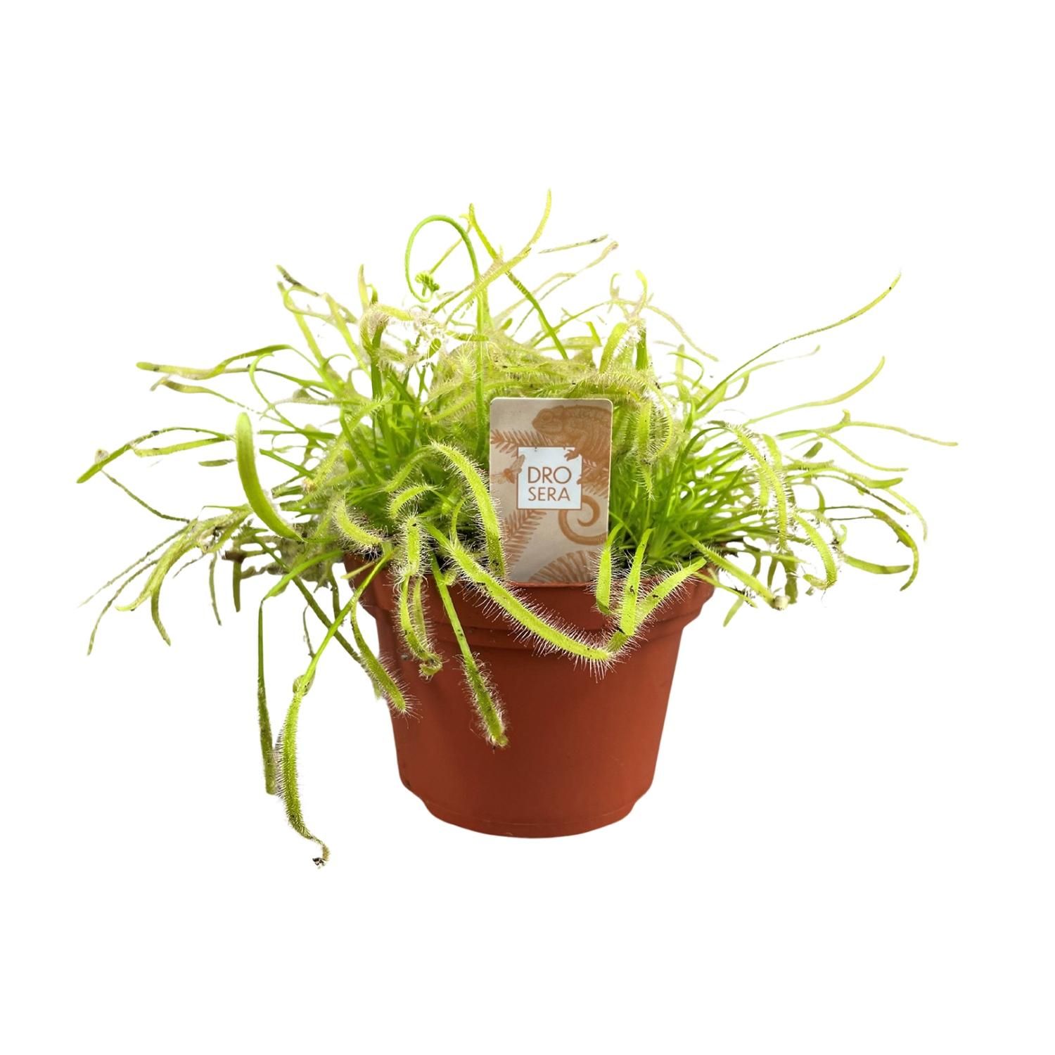Sonnentau Drosera Capensis Pflanze