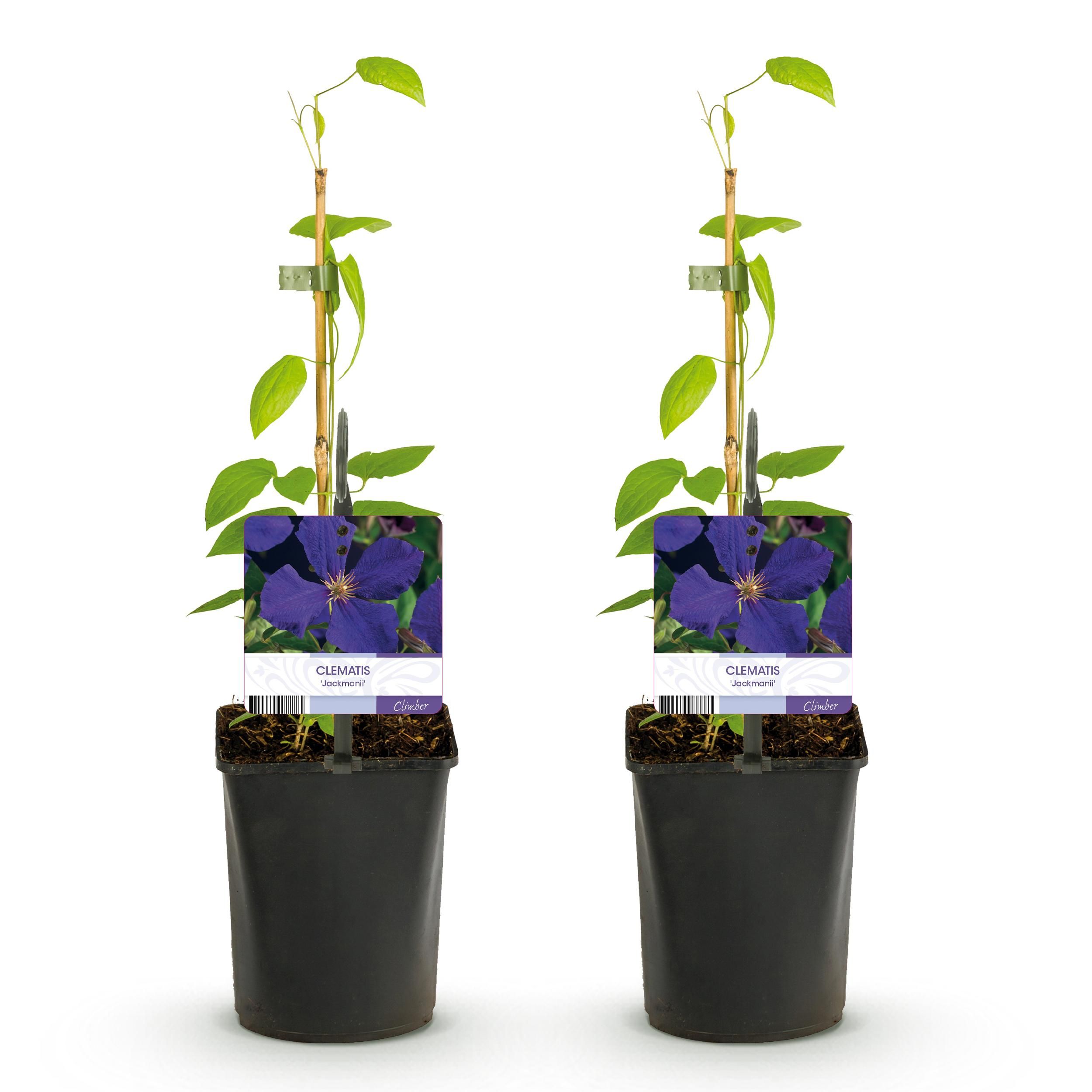Kletterpflanze Clematis Jackmanii | Blaue Blüten | Wenig Pflege | 2 Pflanzen