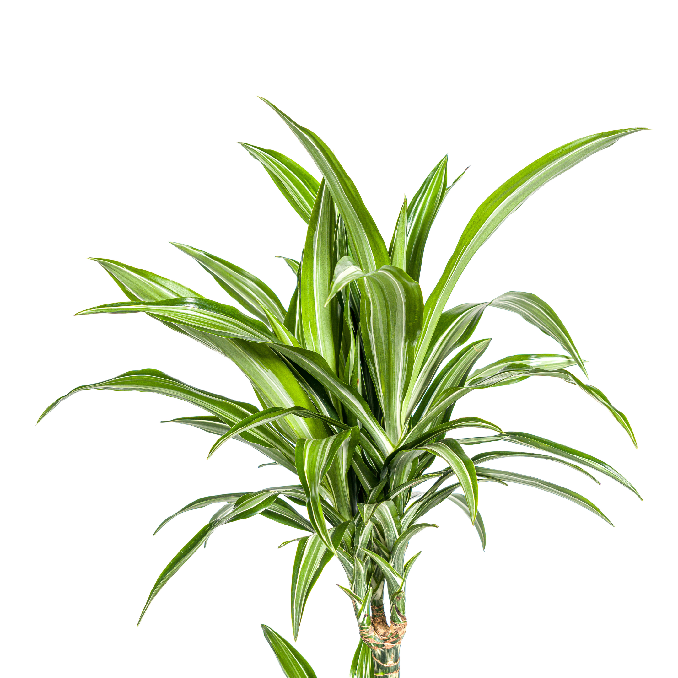 Dracaena Deremensis White Stripe | Ø21cm | 90-110cm Hoch
