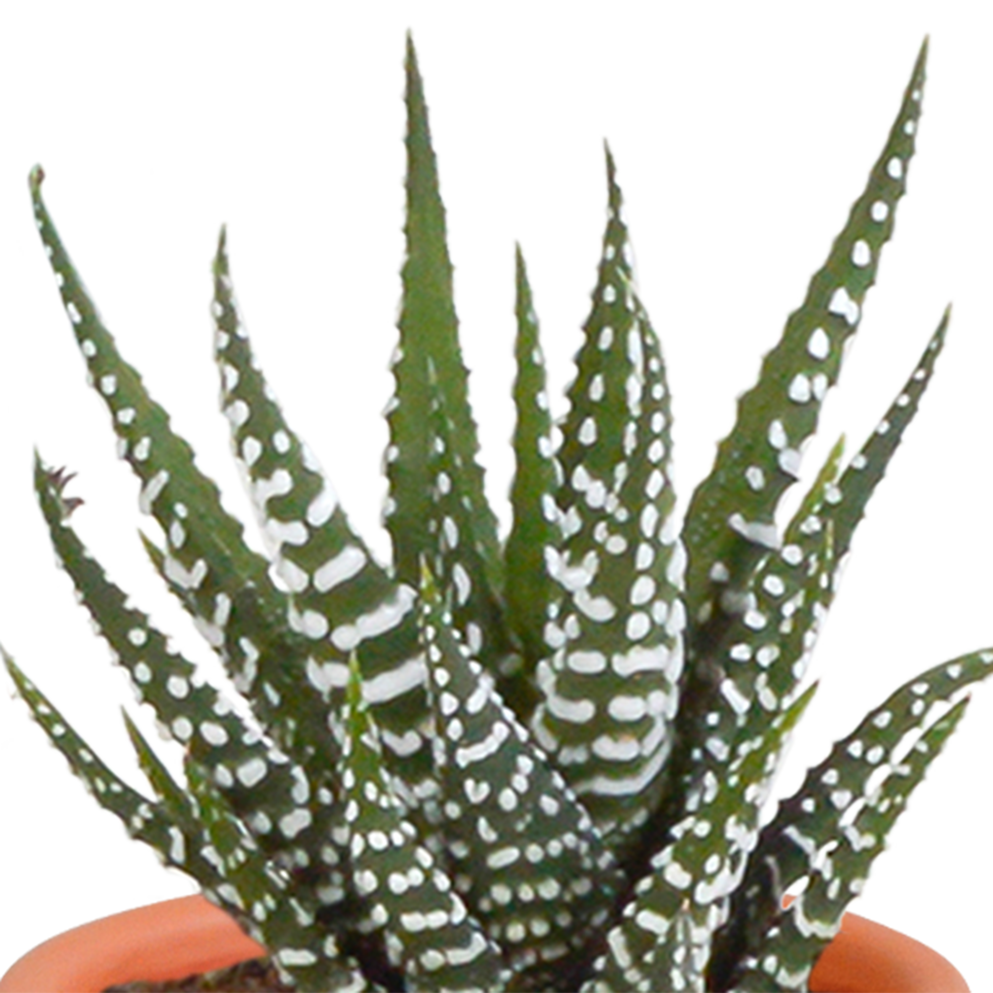 Bunte Cactus und Sukkulenten Mischung in Terrakotta