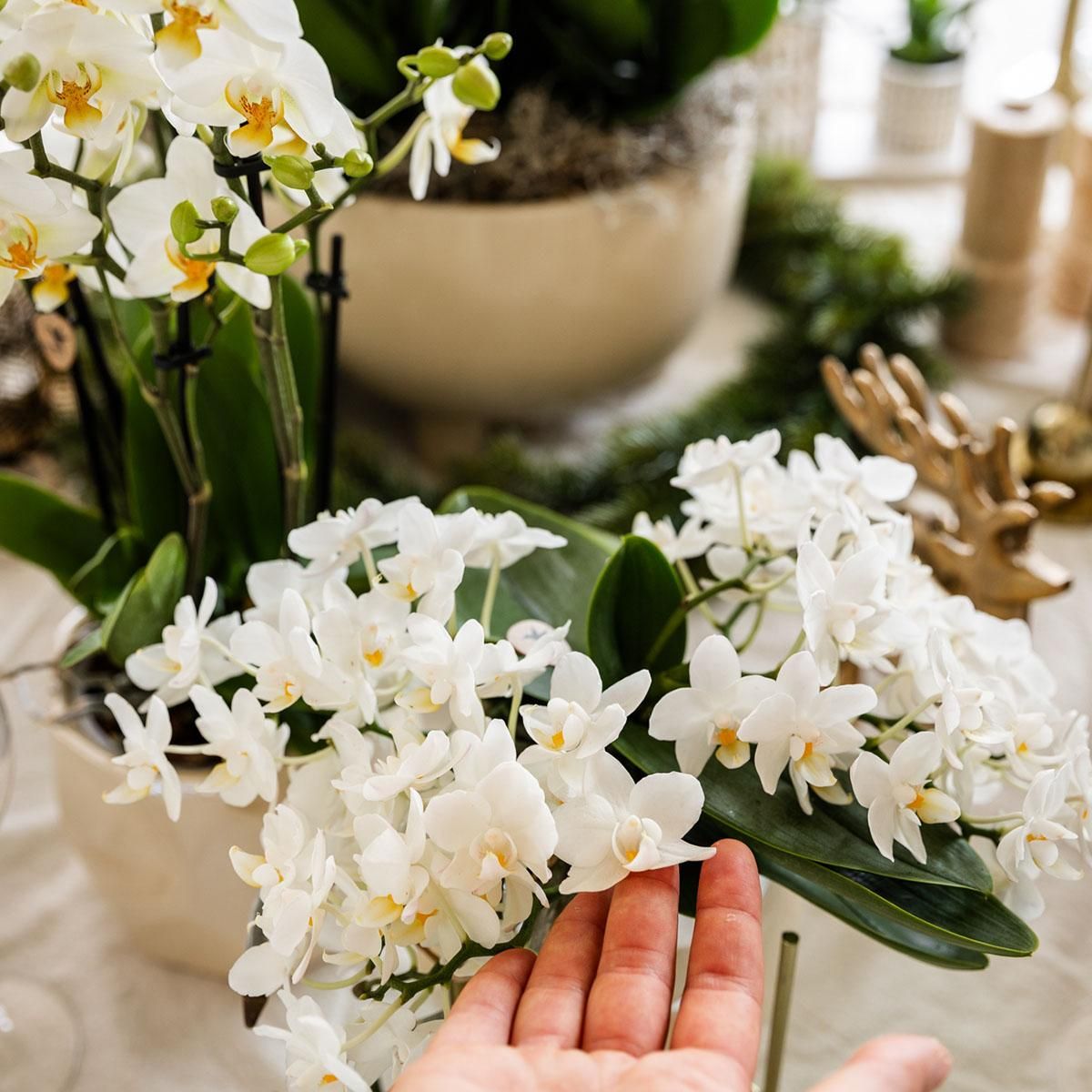 Nazaré Orchidee und Crassula Hobbit Sukkulenten-Set im orangefarbenen Fish-Übertopf