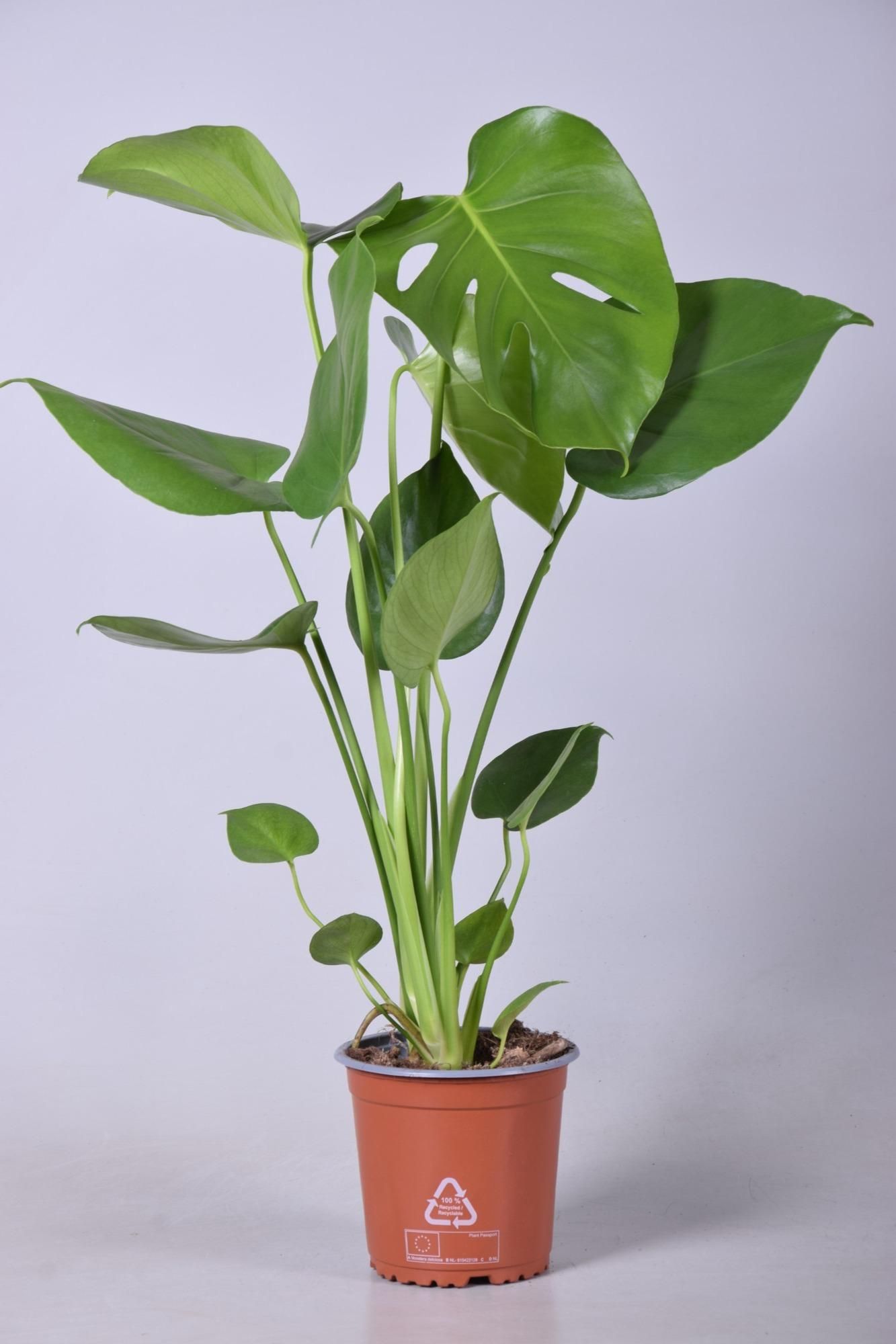 Monstera Deliciosa Zimmerpflanze
