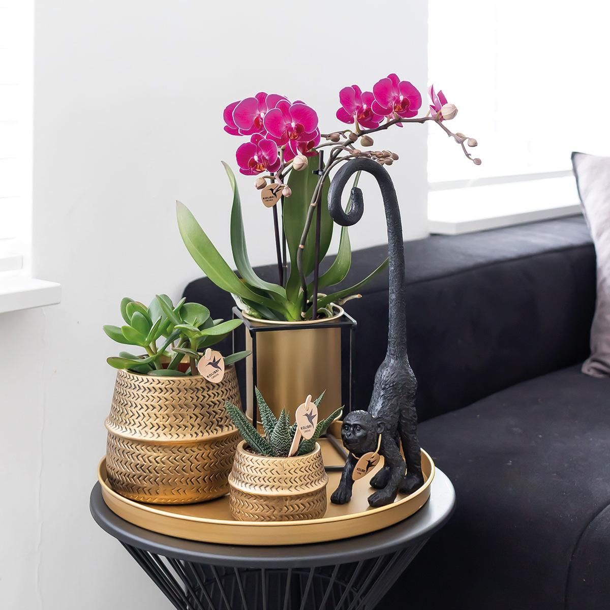 Phalaenopsis Orchidee lila – blühende Zimmerpflanze