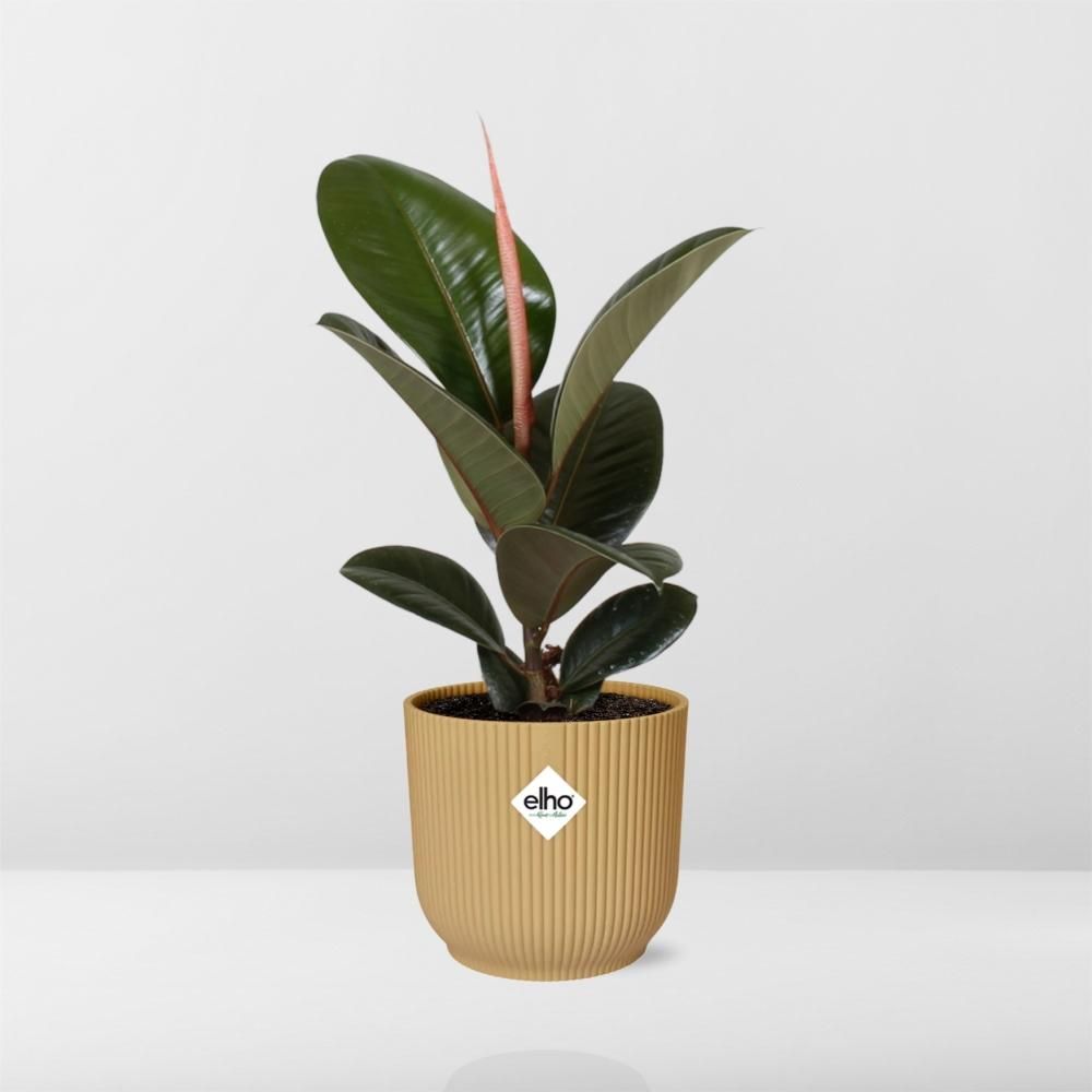 Ficus Elastica Robusta Zimmerpflanze im gelben ELHO Vibes Fold Übertopf