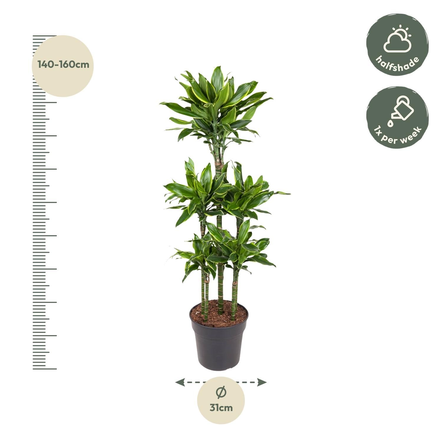 Dracaena Golden Coast Zimmerpflanze