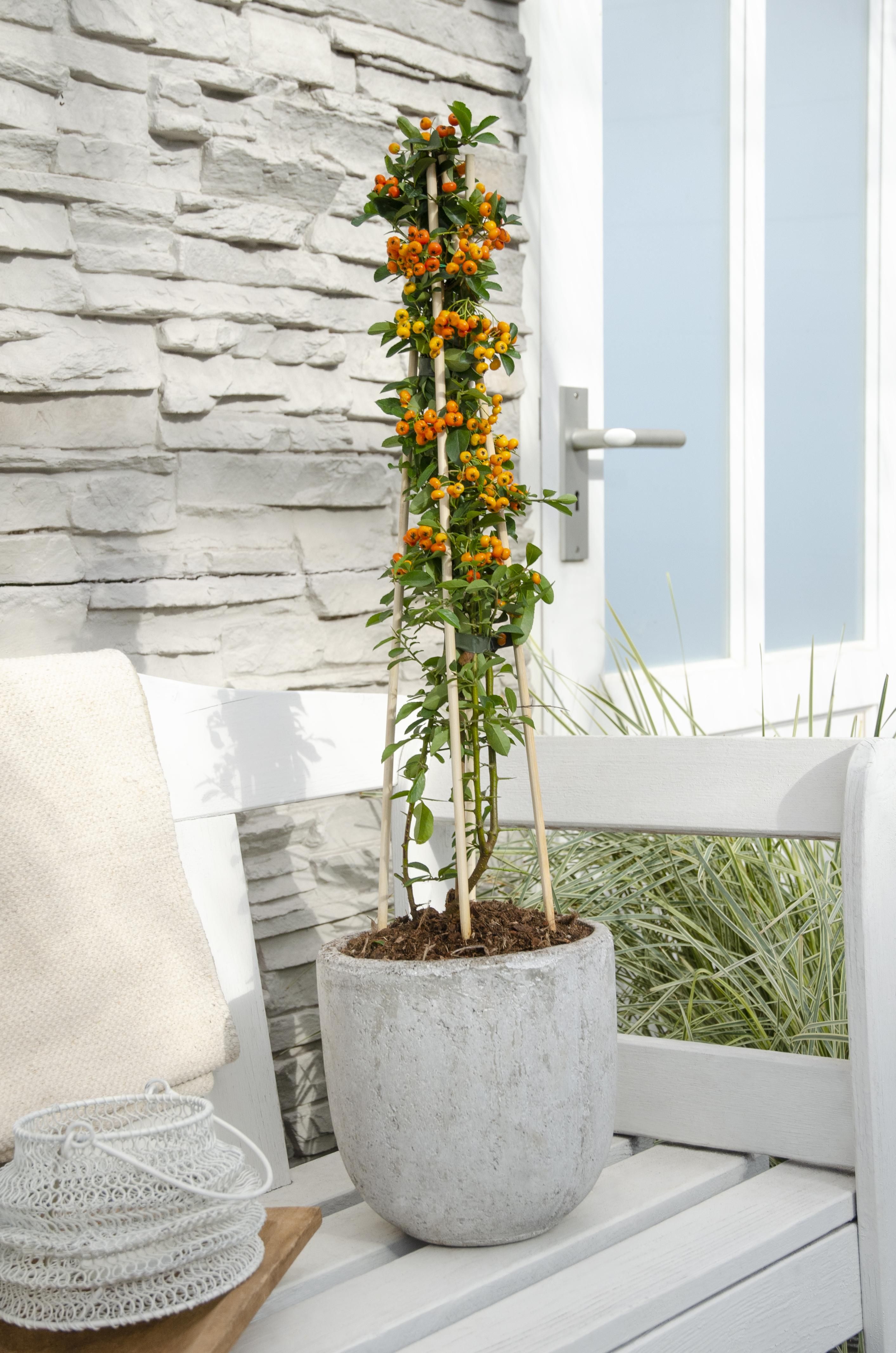 Pyracantha Orange Glow – dekorativer Heckenstrauch