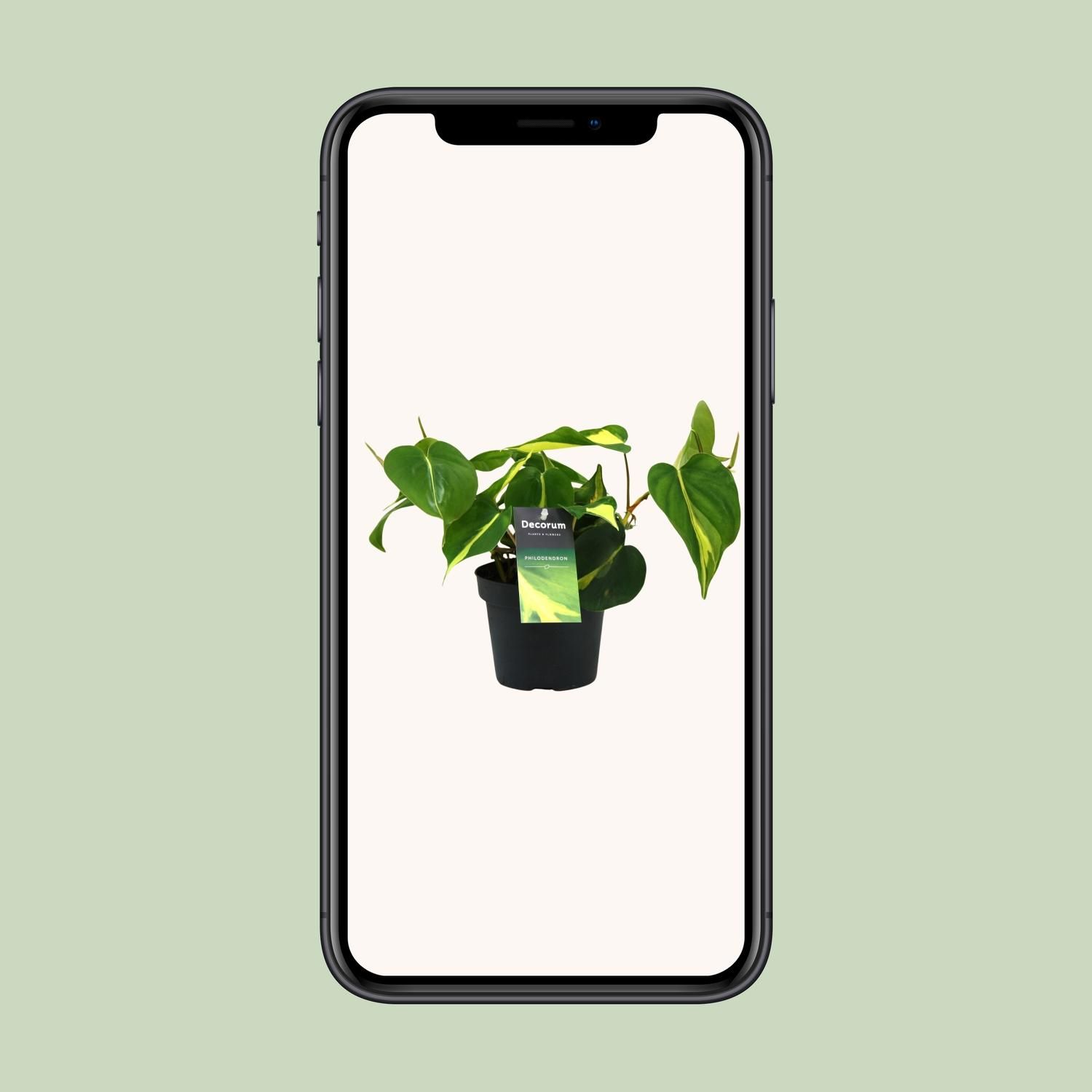 Philodendron Brasil Scandens Premium Zimmerpflanze