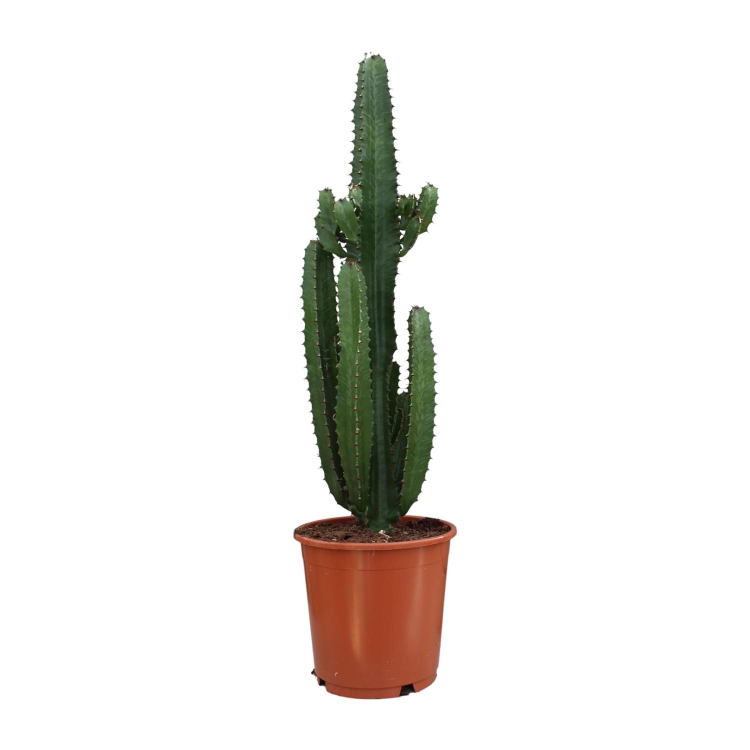 Euphorbia Acrurensis Zimmerpflanze
