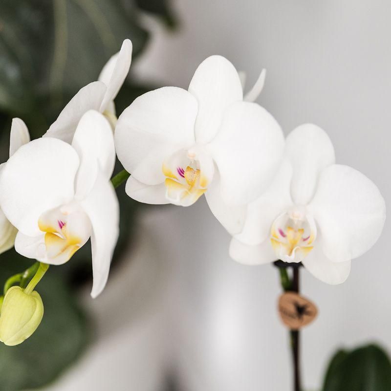 Orchideen und Sukkulenten Pflanzenset | Phalaenopsis & Crassula im Set | Dekorative Übertöpfe