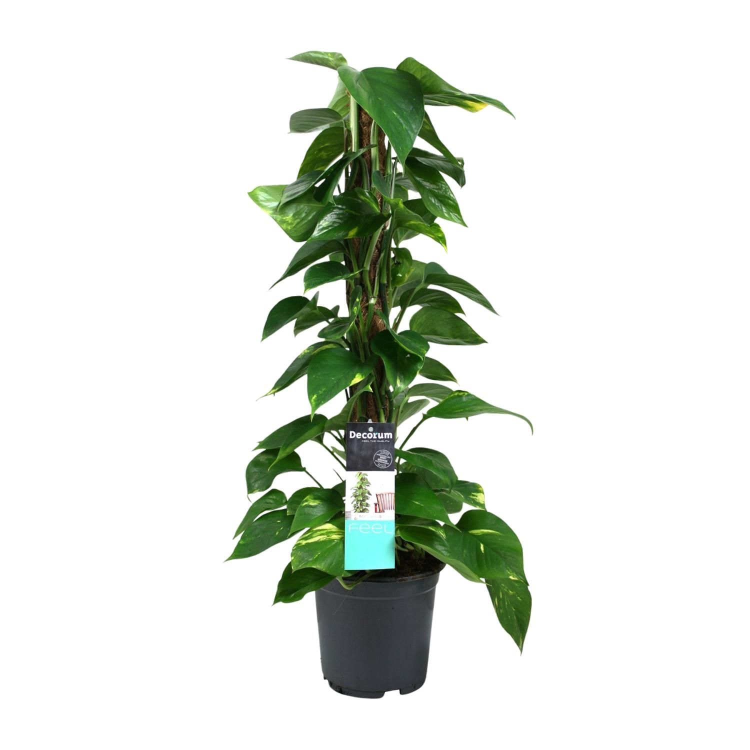 Elegante Scindapsus Zimmerpflanze mit hängenden Ranken