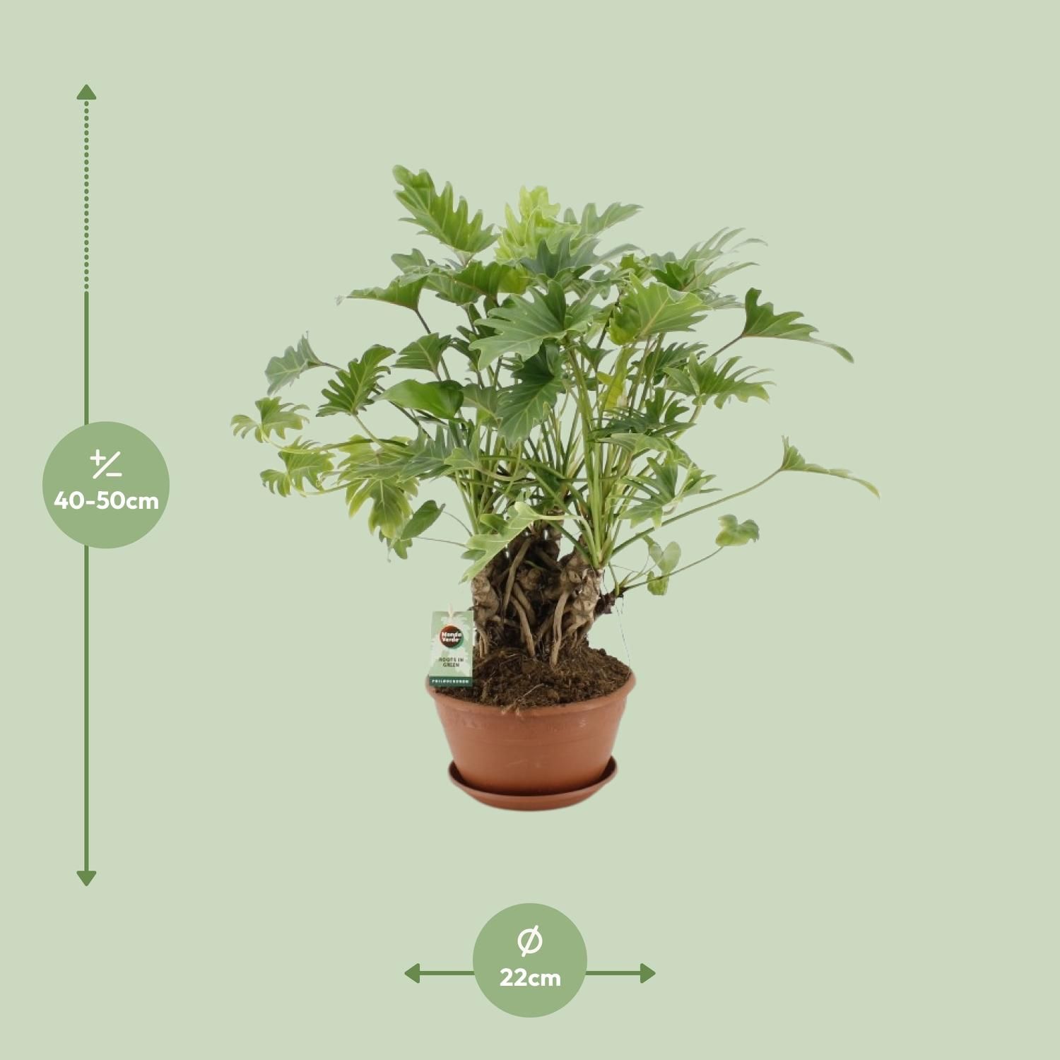 Philodendron Xanadu als Zimmerpflanze