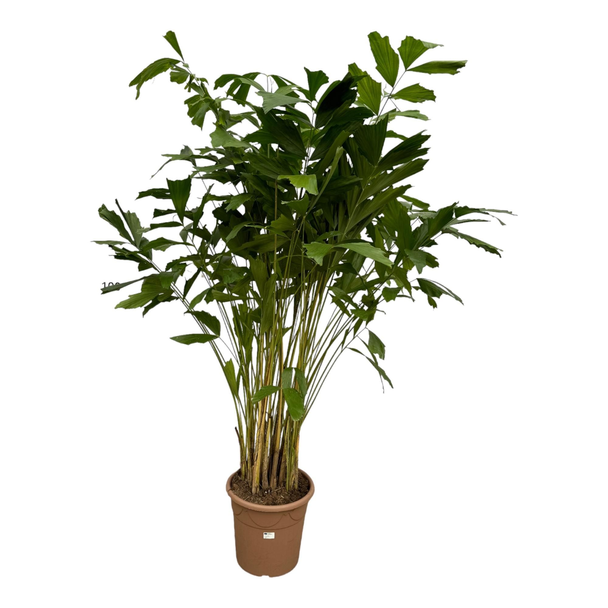 Caryota Mitis Fischschwanzpalme