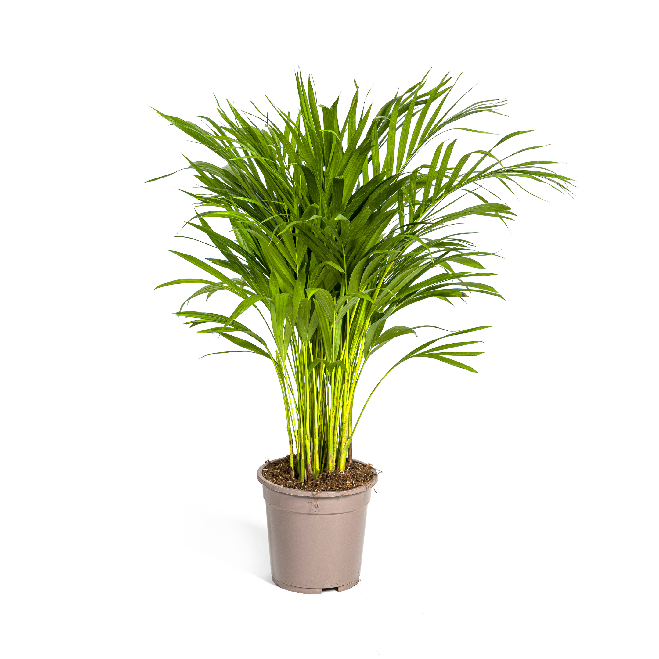 Areca Palme Ø19cm – Immergrüne Pflanze für drinnen – 80-100cm Hoch