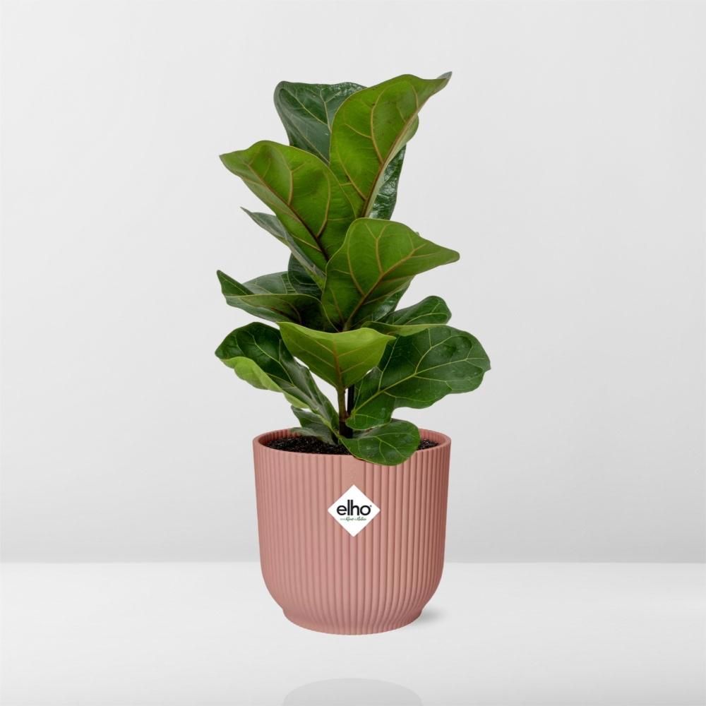 Ficus Lyrata Bambino Zimmerpflanze im Dekotopf