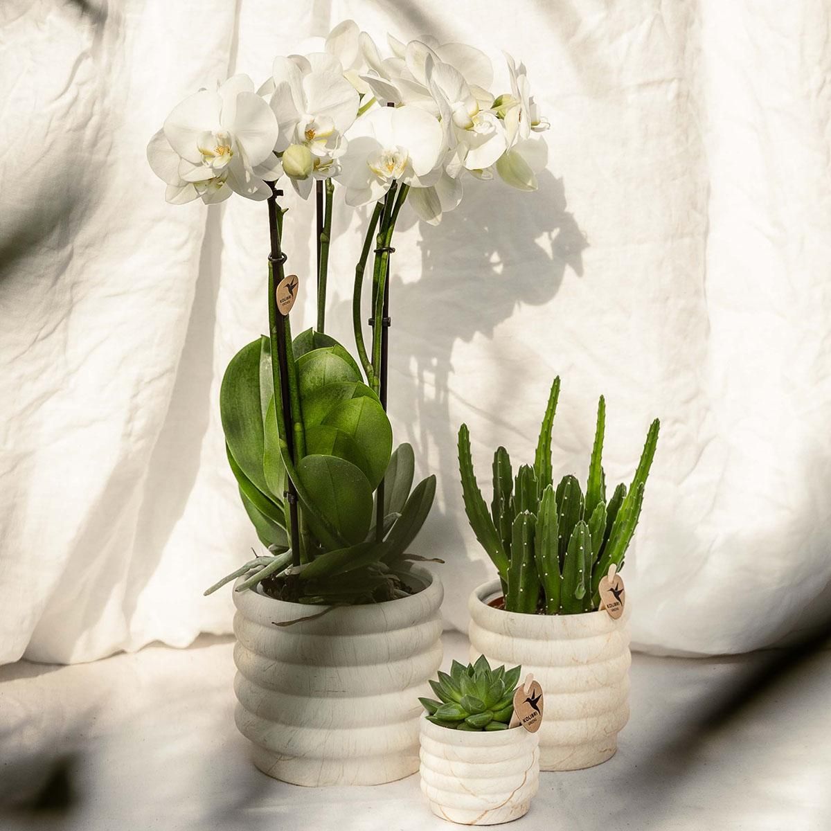 Marmor-Topf – Light – Ø6cm