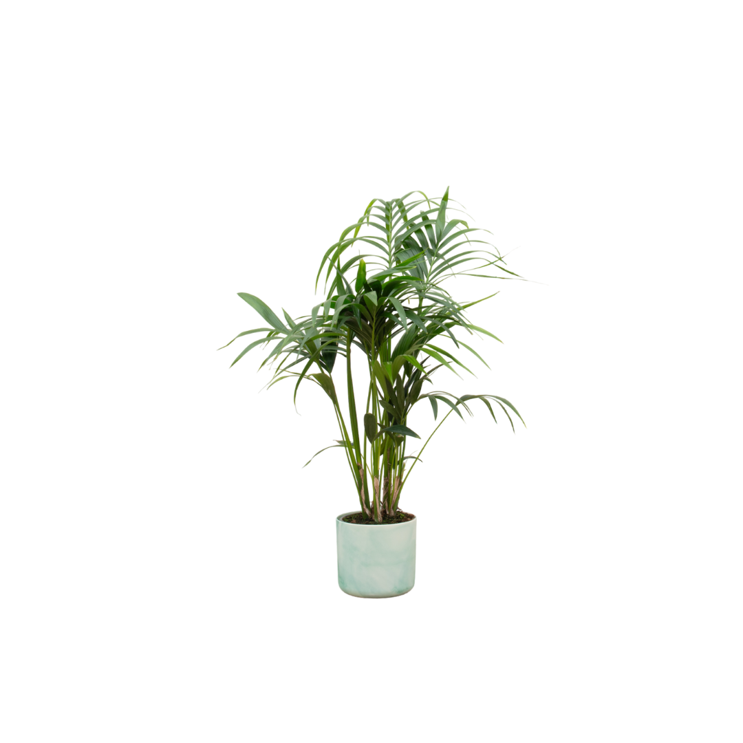 Kentia-Palme mit stilvollem Übertopf