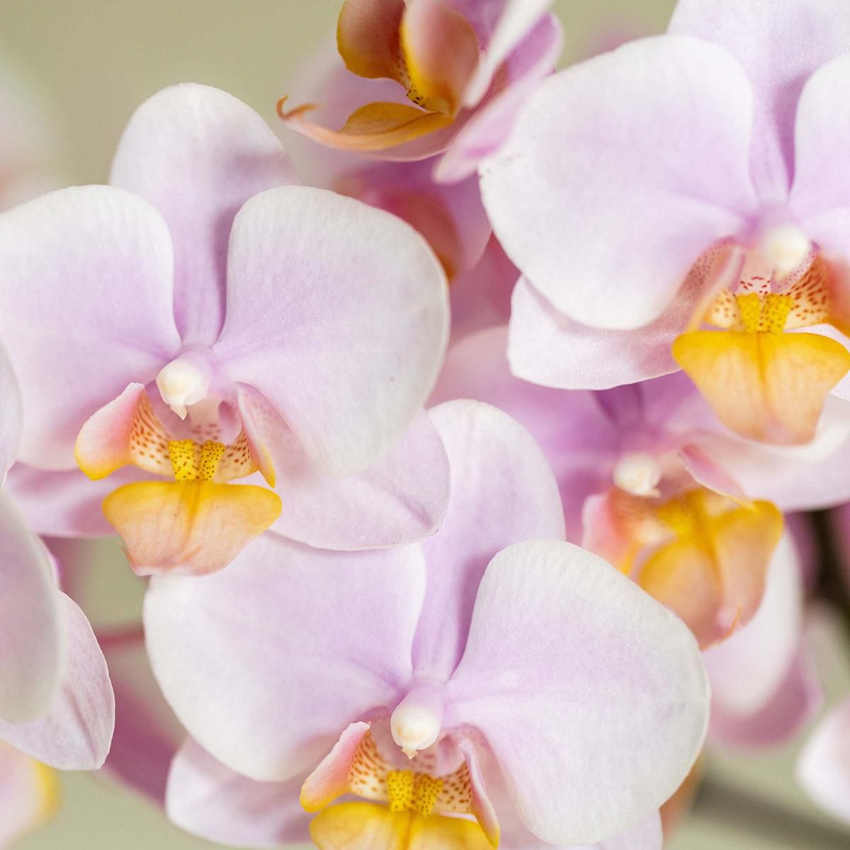 Pflanzenset Valentinstag 'Gradience Pink' – Rosa Orchidee & Sukkulente – inkl. Keramiktopf