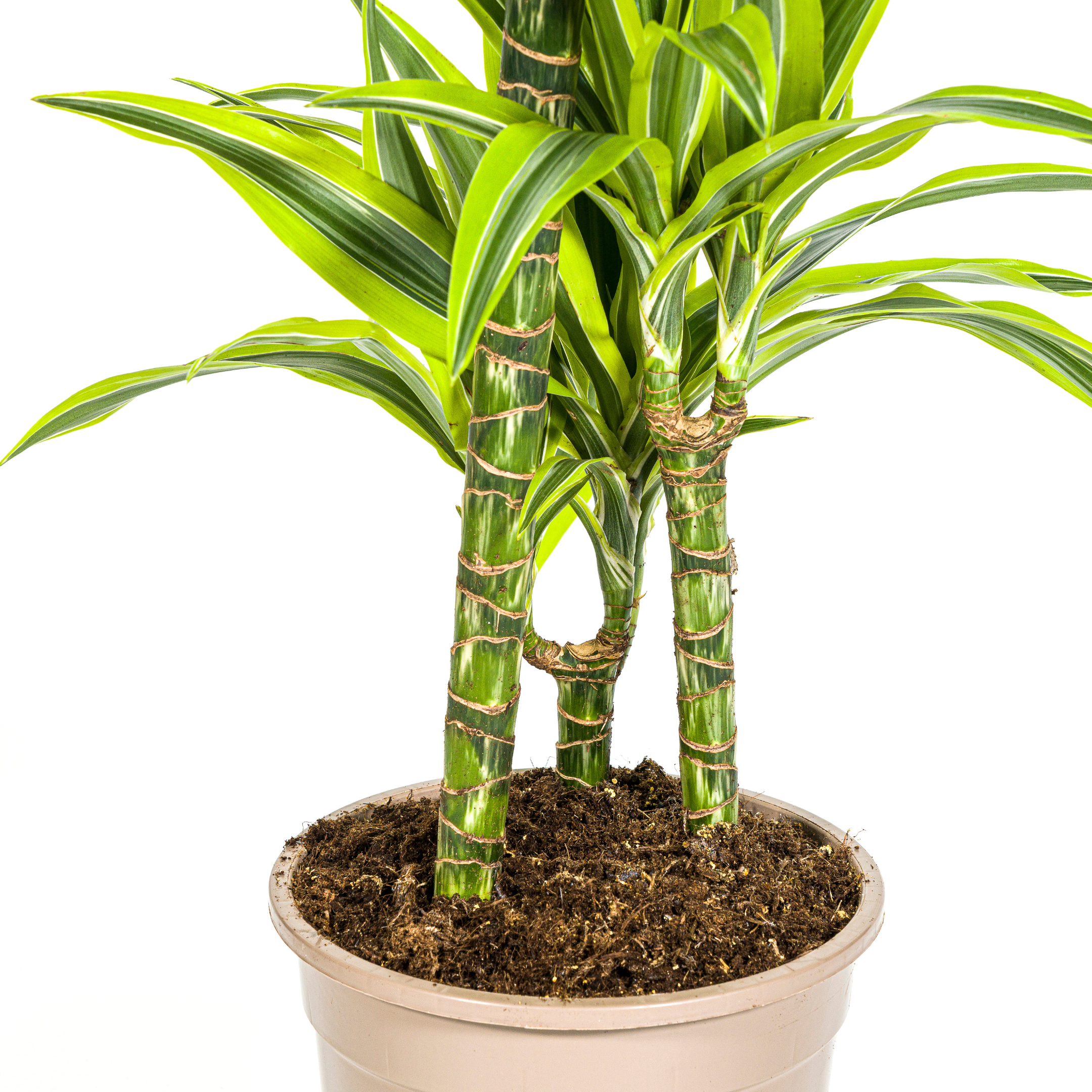 Dracaena Lemon Lime | Ø21cm Topf | Höhe 90-110cm