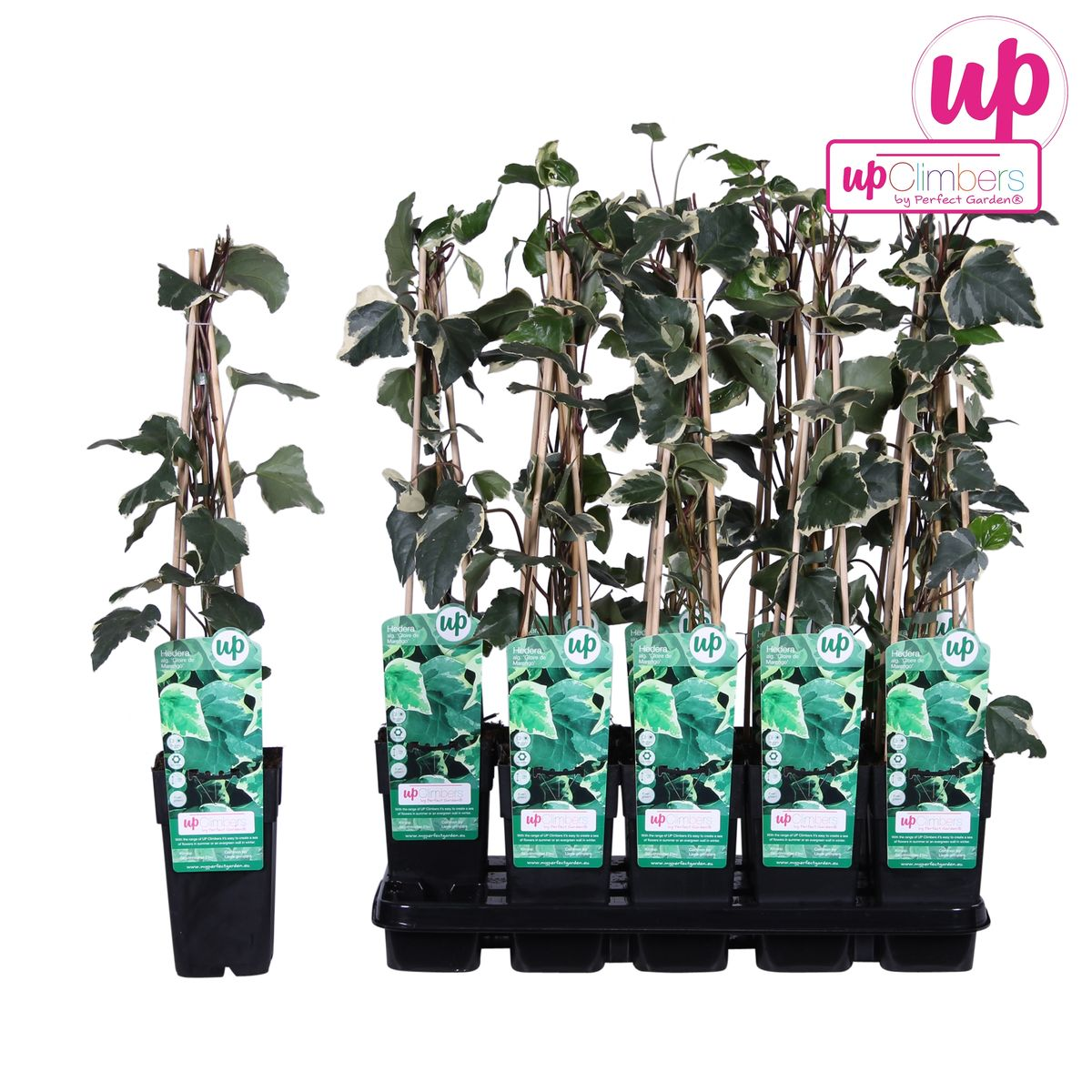 Kletterpflanze Hedera algeriensis Gloire de Maren