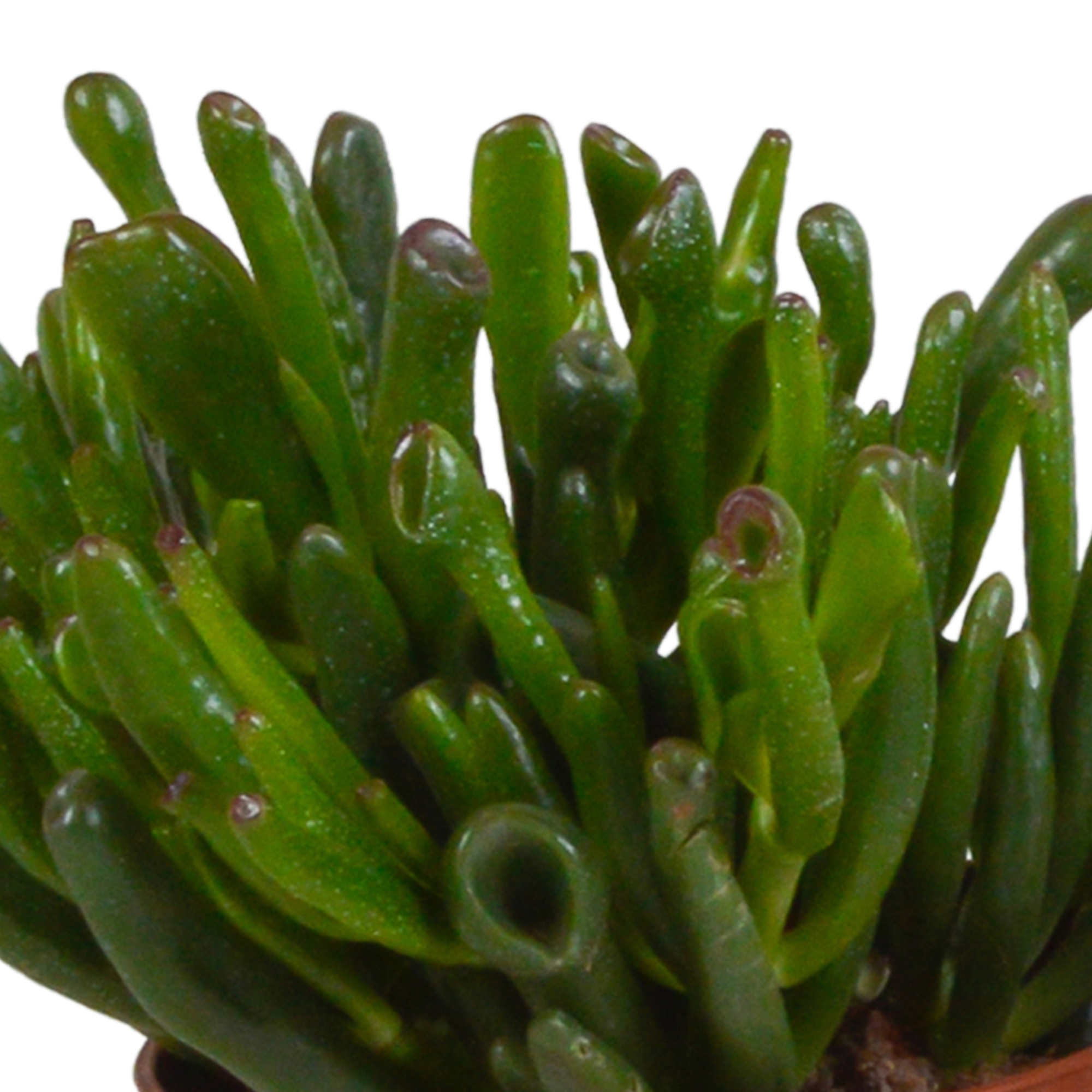 Crassula Mix im Terrakottatopf