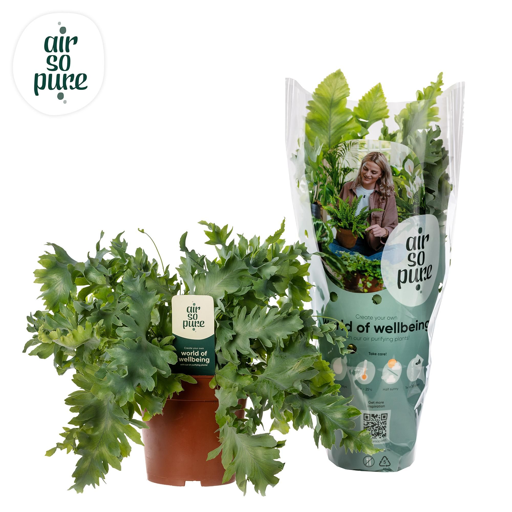 Phlebodium Davana Zimmerpflanze