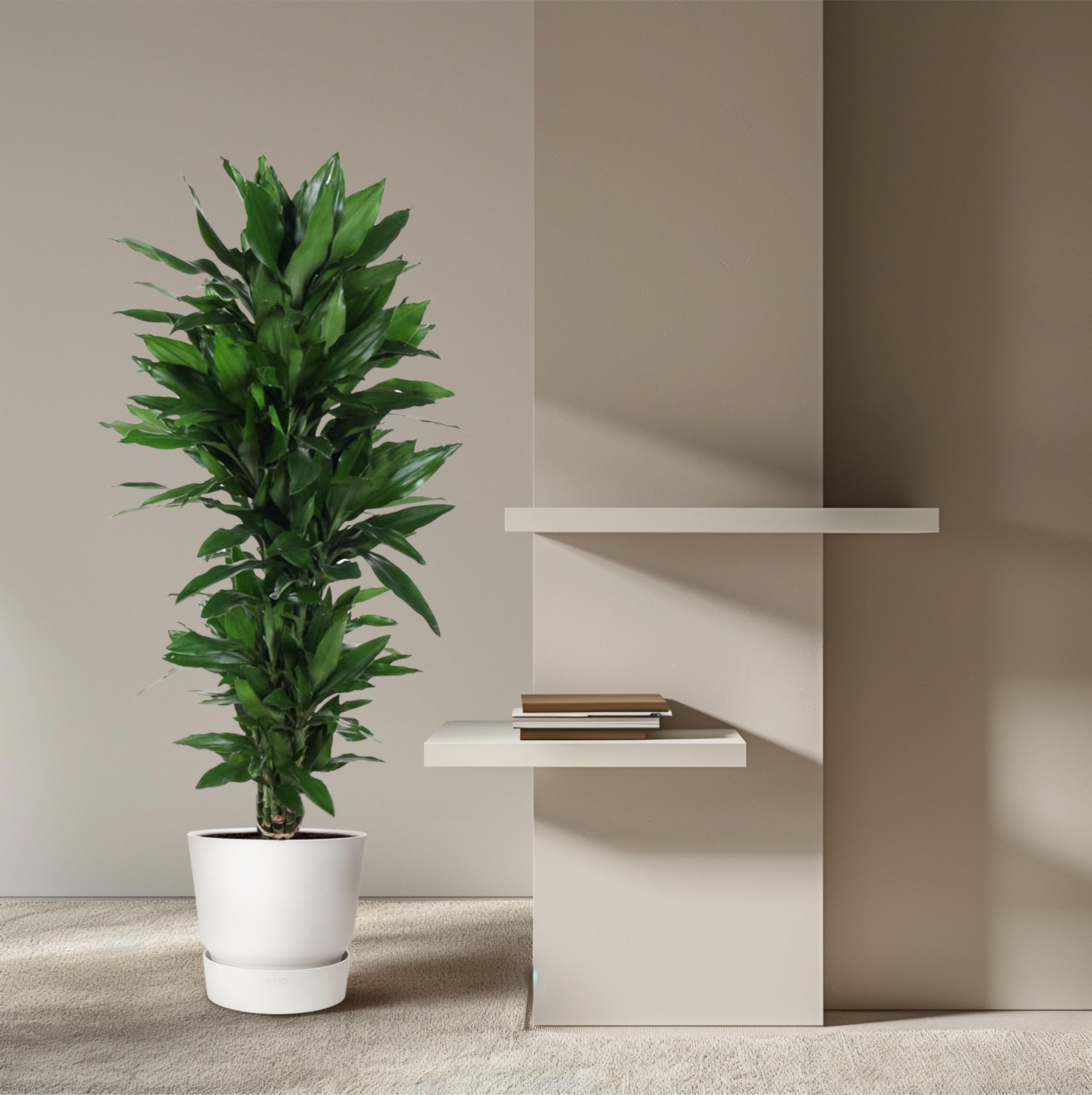 Dracaena Janet Lind – Eleganter Zimmerpflanzenklassiker
