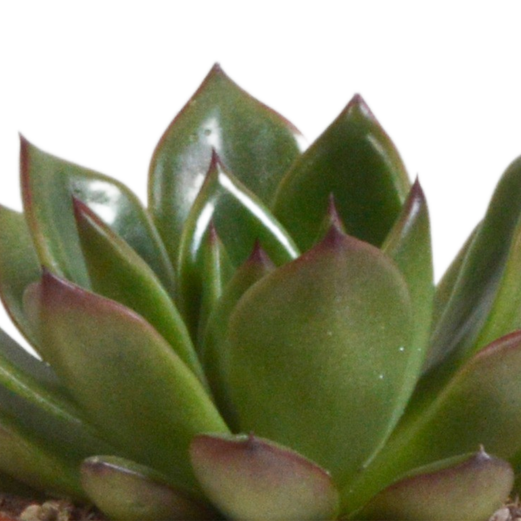 Echeveria Mix im Terrakotta Topf