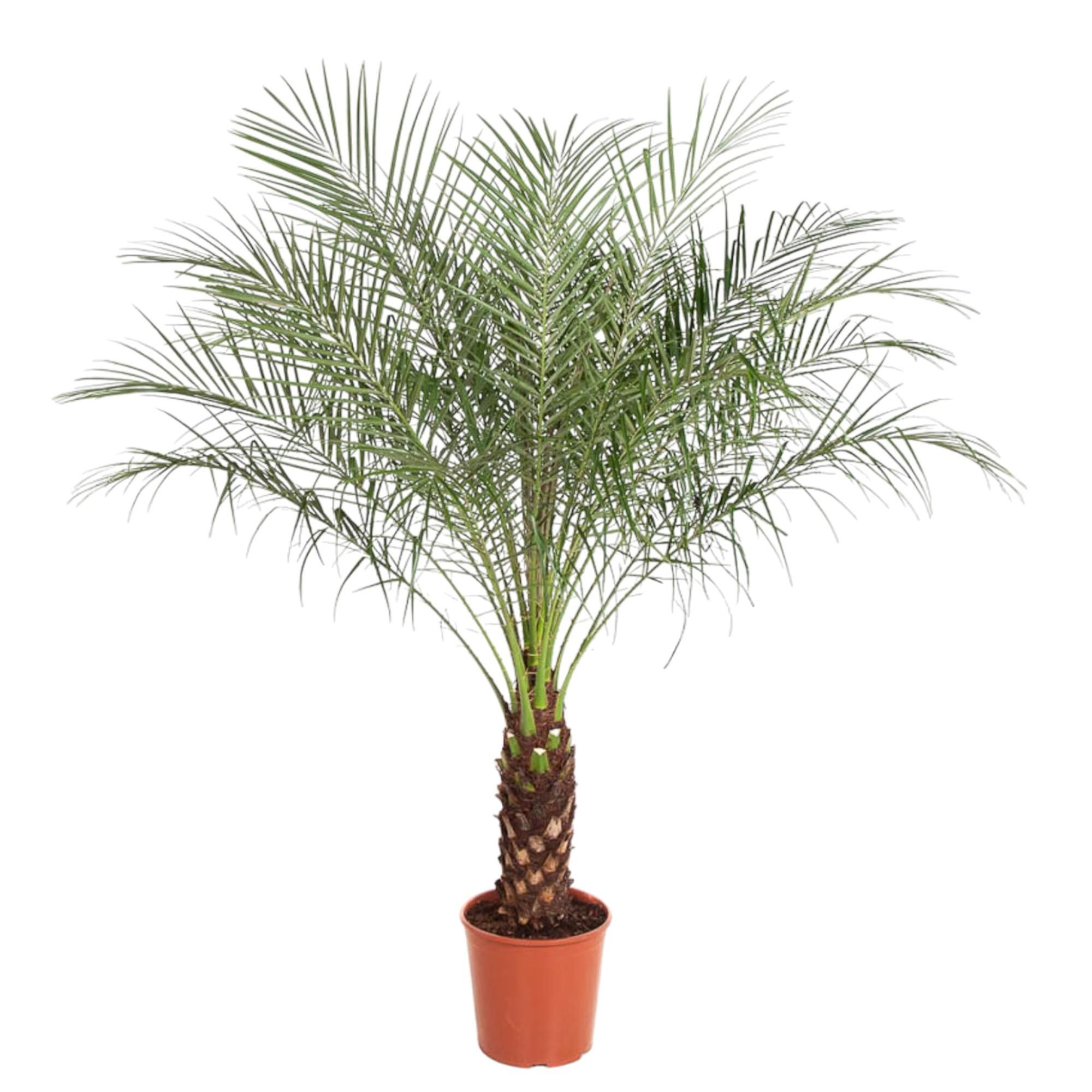 Kanarische Dattelpalme Phoenix Roebelenii
