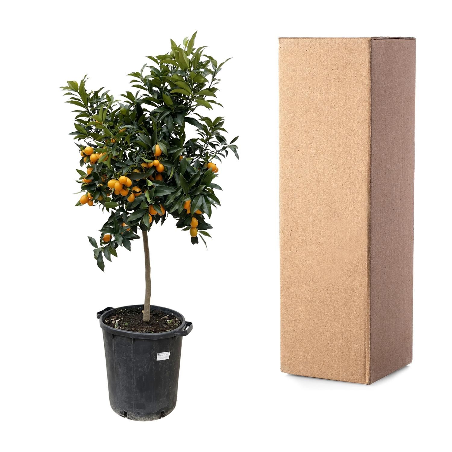 Citrus Kumquat Baum