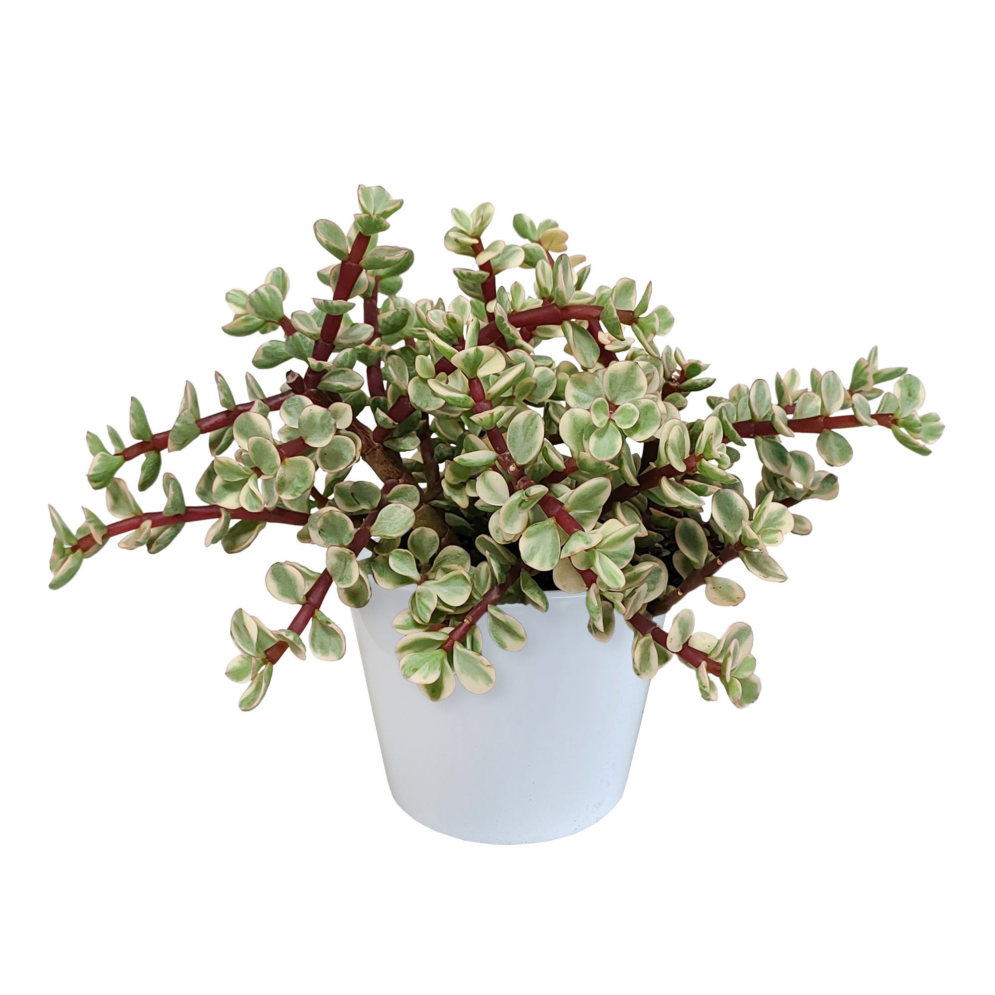 Portulacaria afra Variegata Zimmerpflanze im weißen Topf