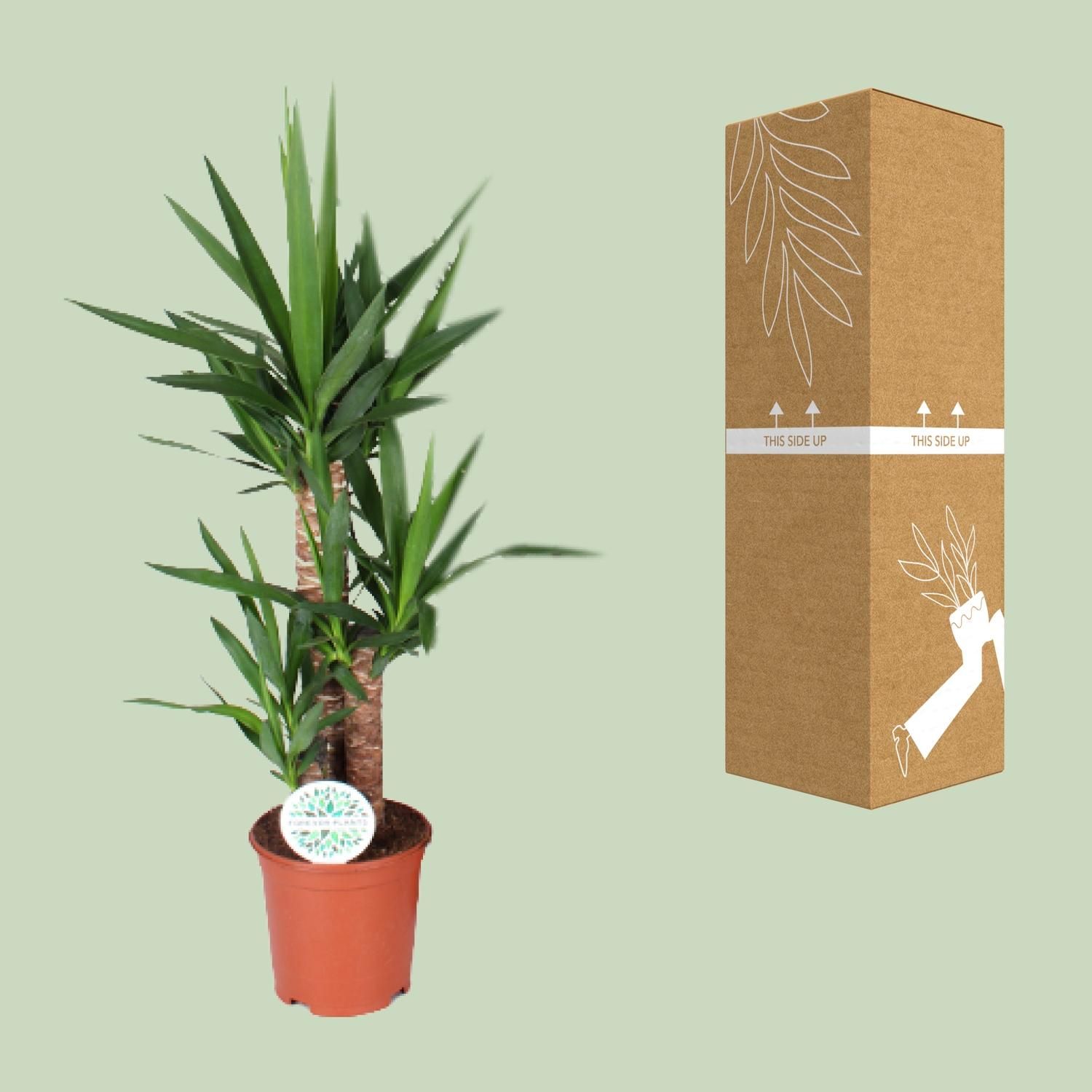 Yucca – elegante Zimmerpflanze für Wohnräume